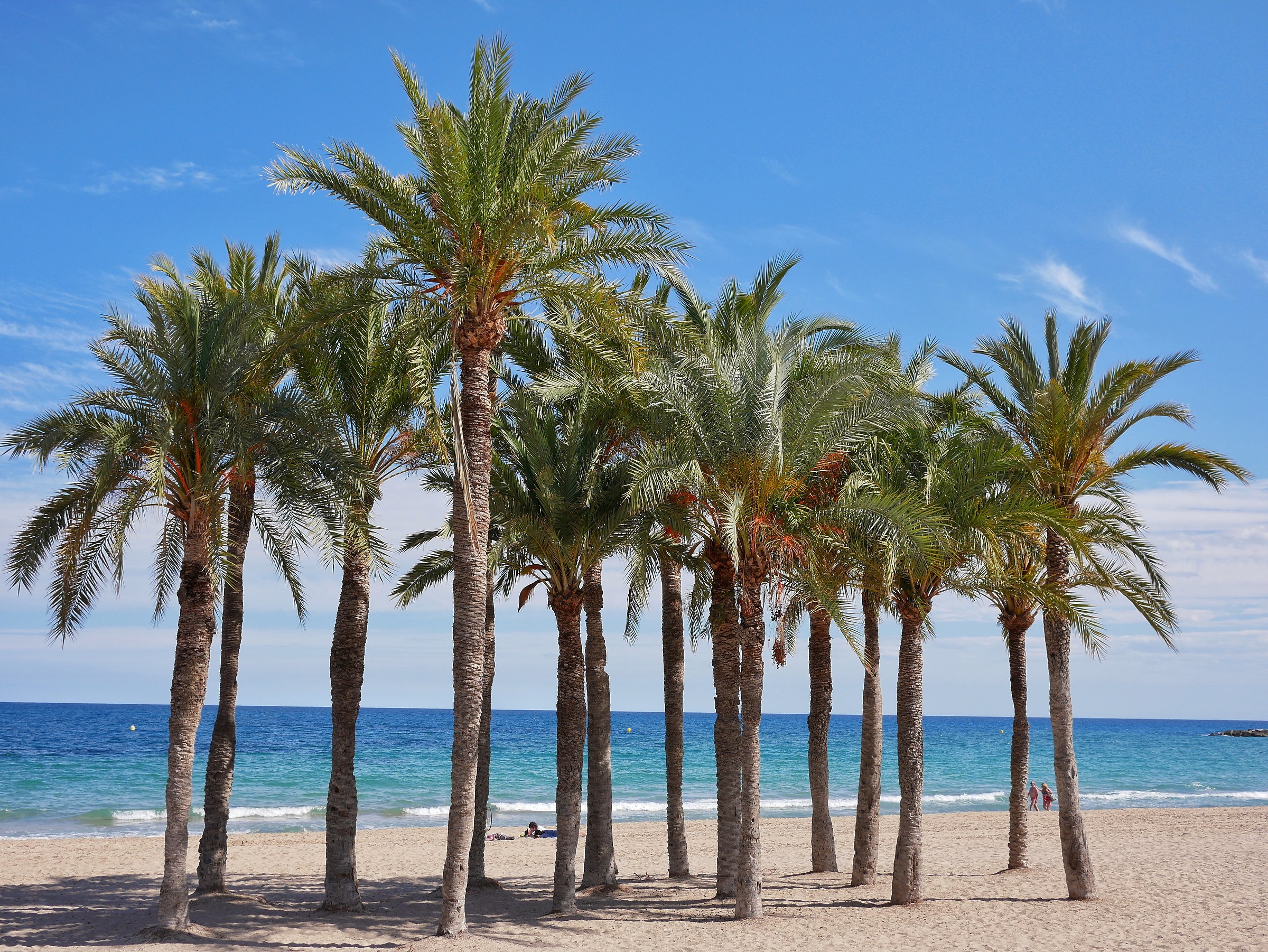 Palms (La Vila Joiosa-Spain)