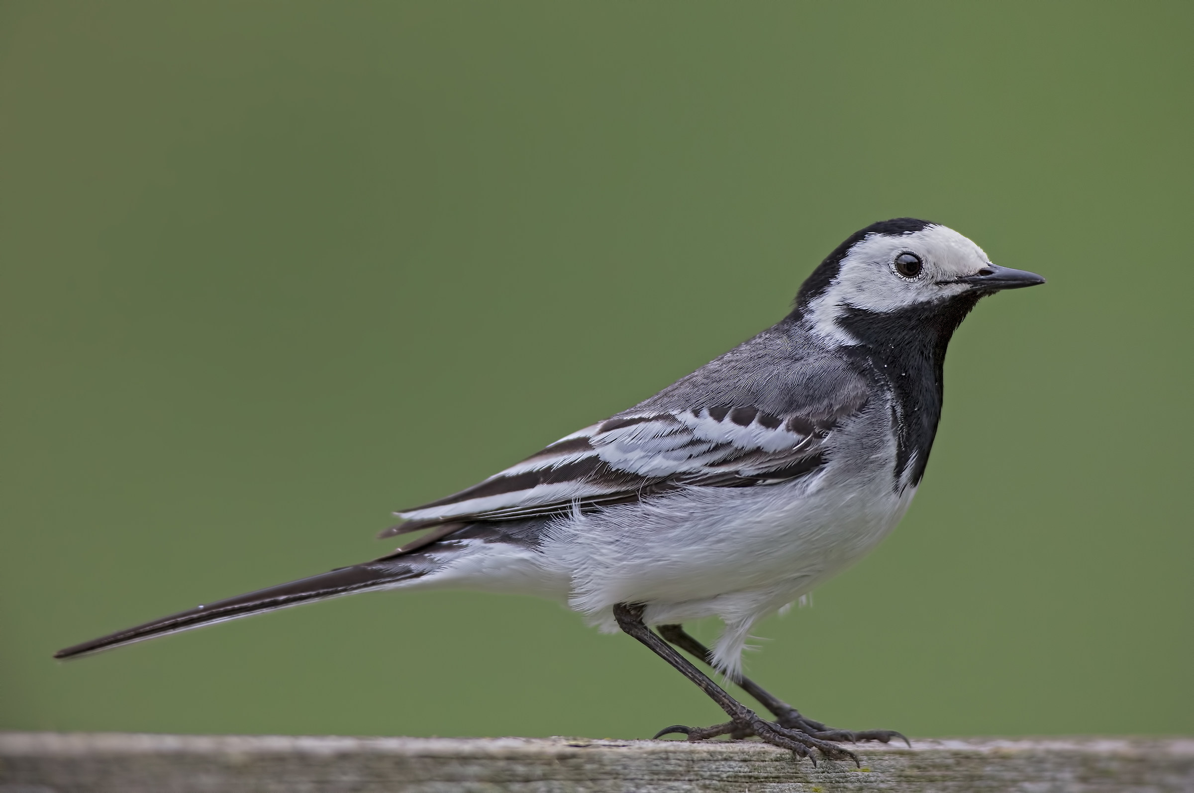 Ballerina bianca o batticoda (Motacilla alba)