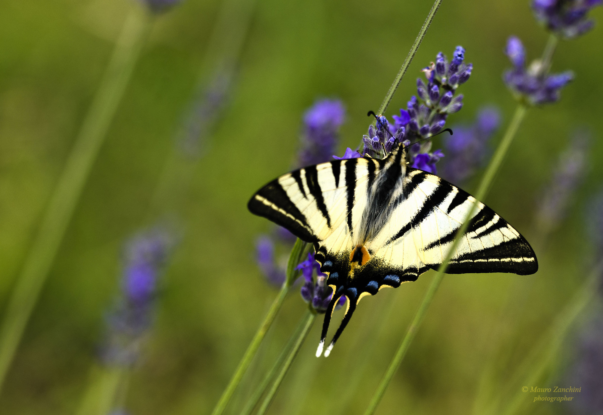 Iphiclides Podarilius