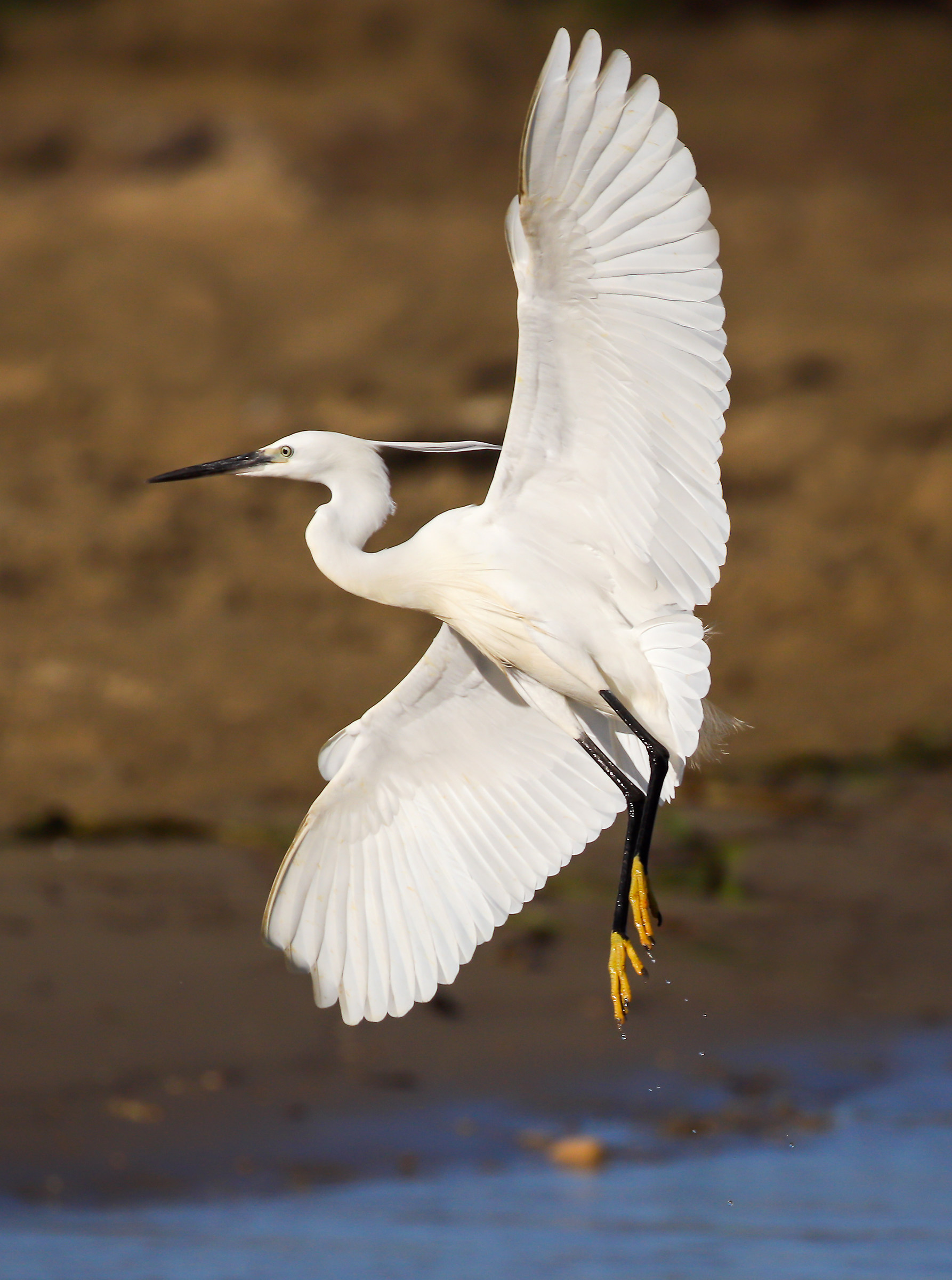 Egret to Landing