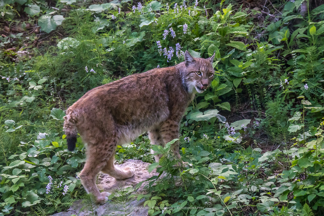Lynx