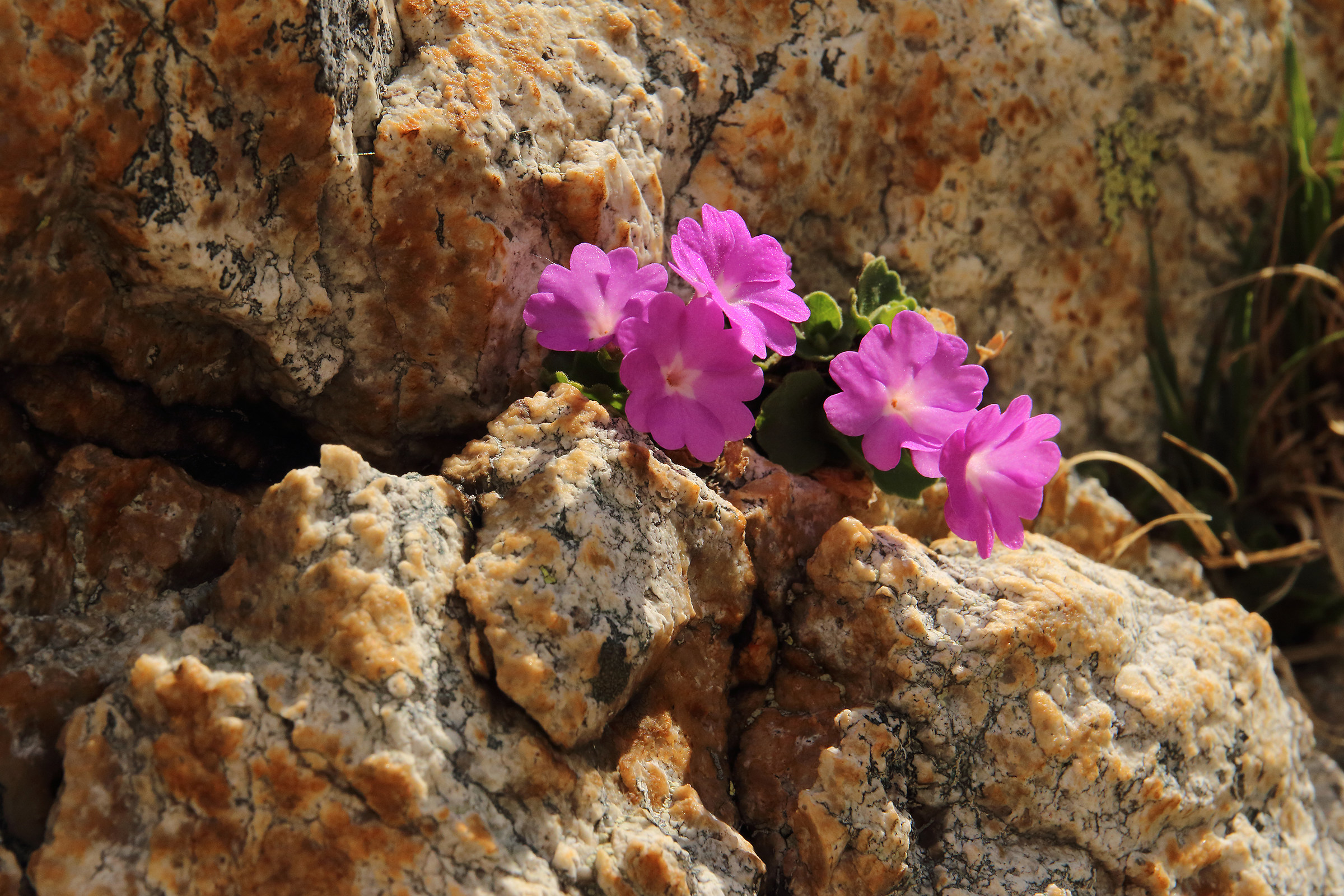 Among the rocks of the Pradella