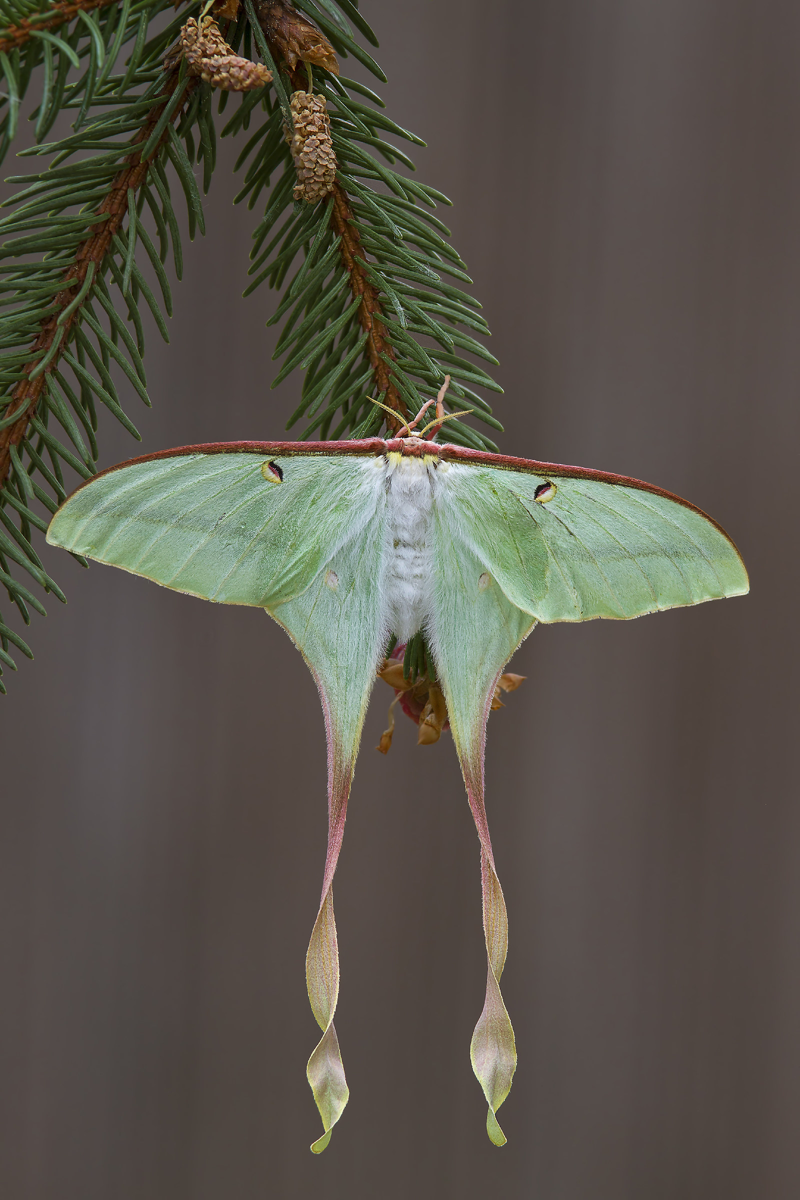 Moth Dubernadi