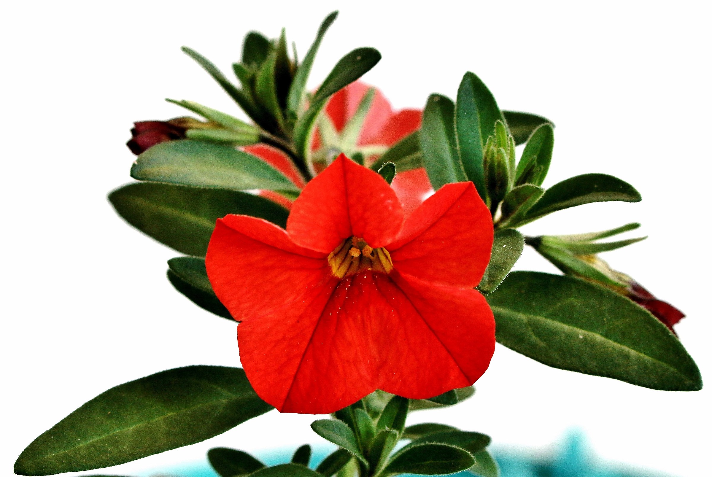 Red Flower