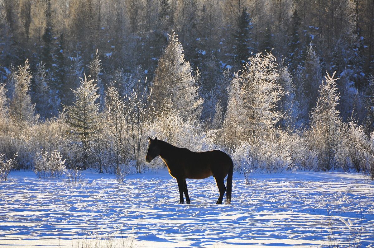 Horse near Rocky Mountain House Alberta