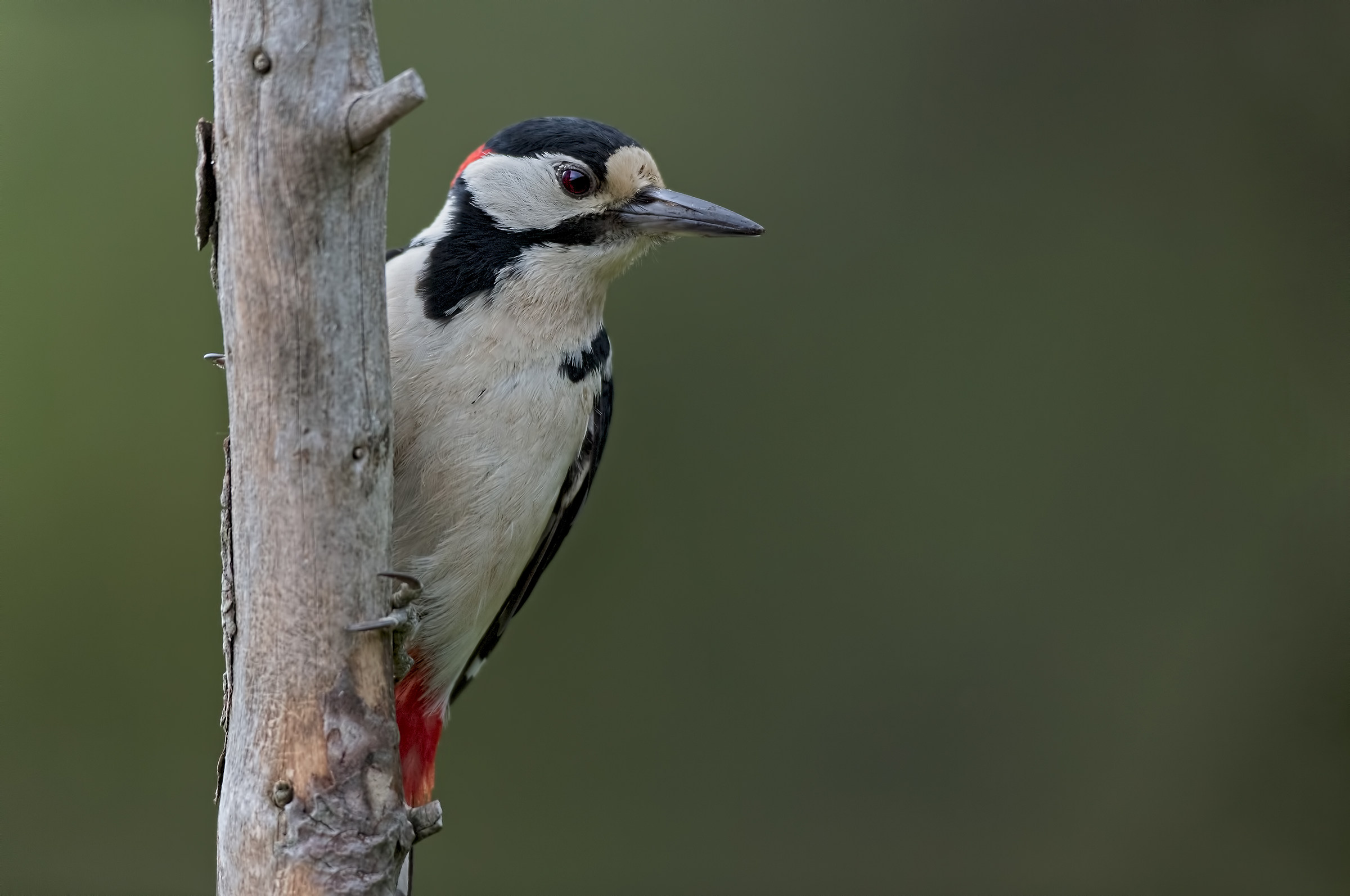 Picchio rosso curioso