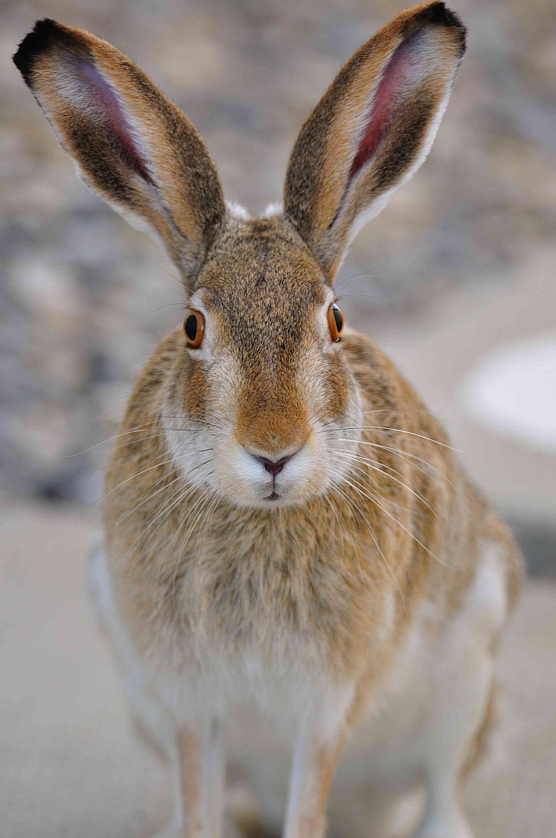 Mr Jack Rabbit - cropped