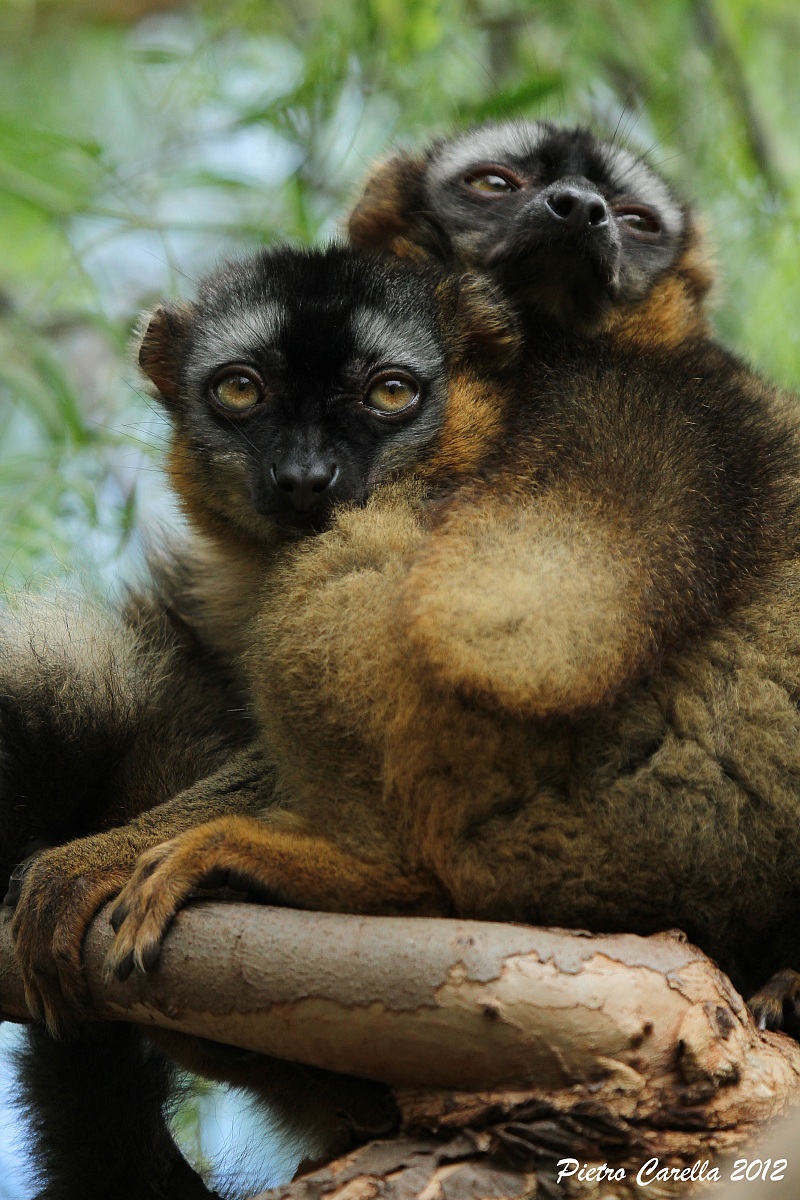Protection between the branches