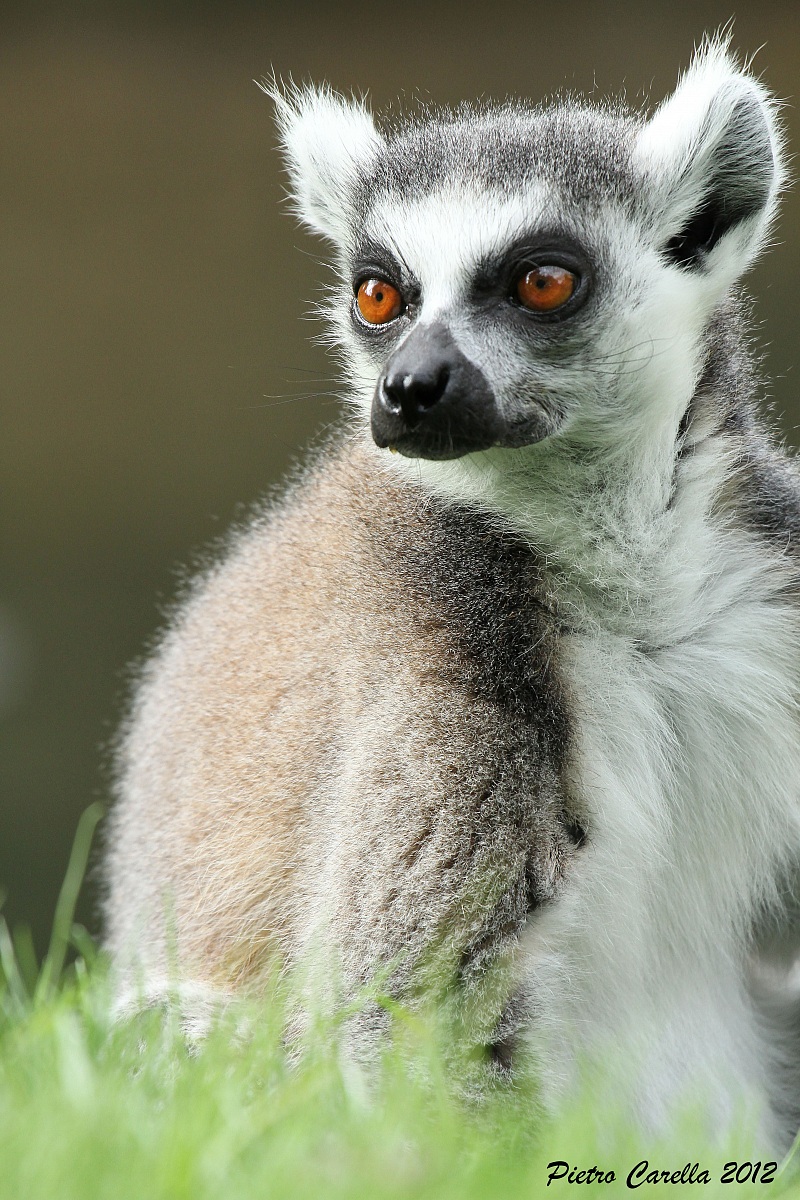 Lemur