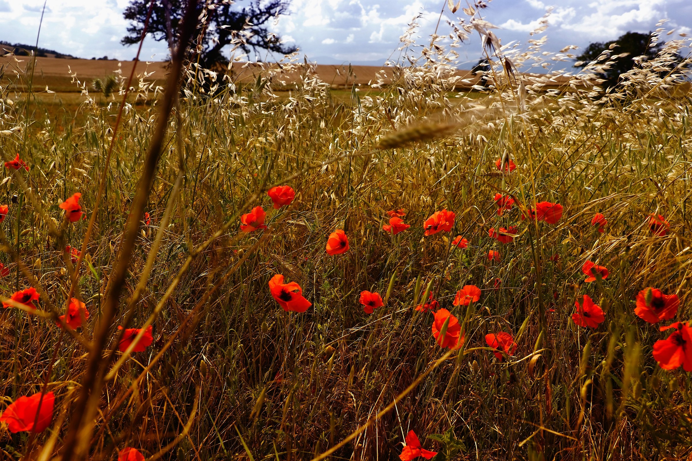 Ultimi papaveri di Giugno al Soratte