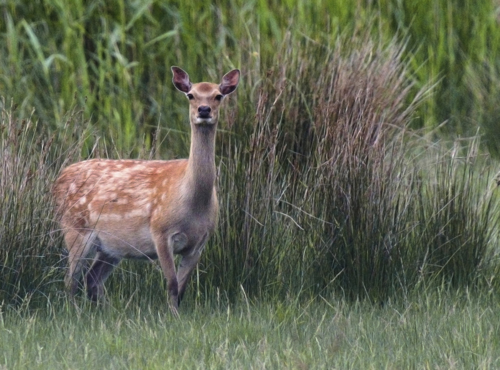 Sika Deer