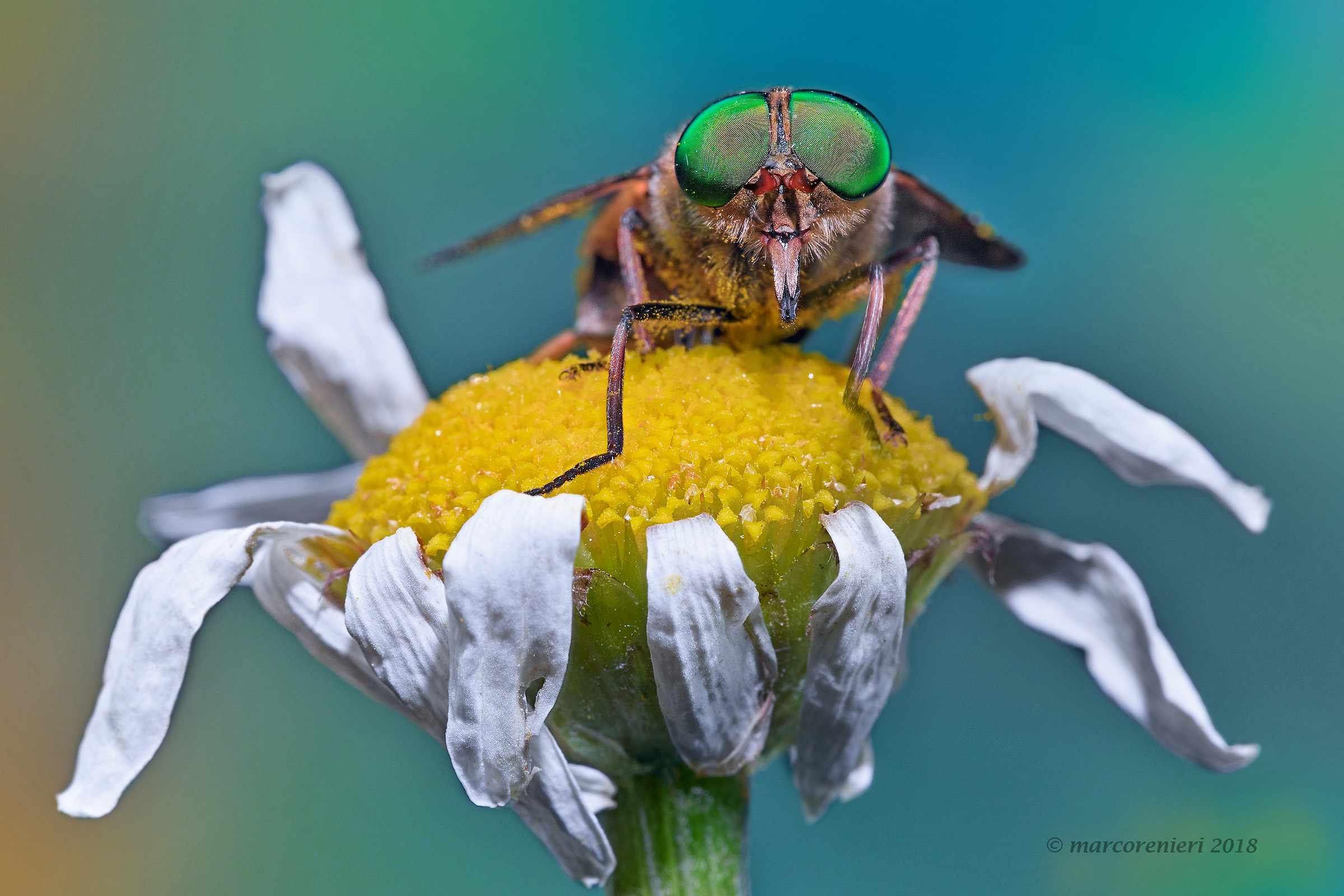 ... not just Butterflies