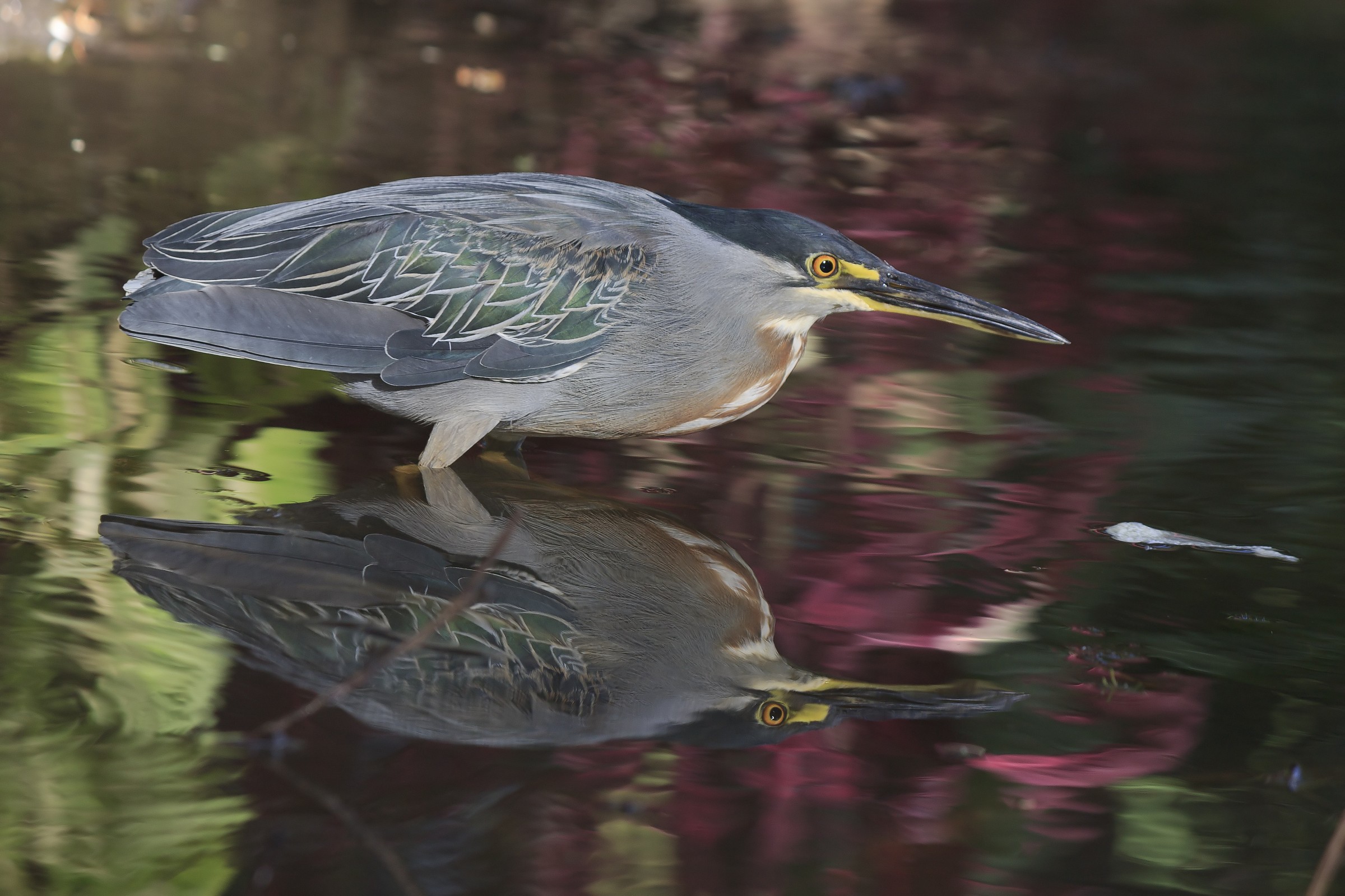 Striated Heron 5