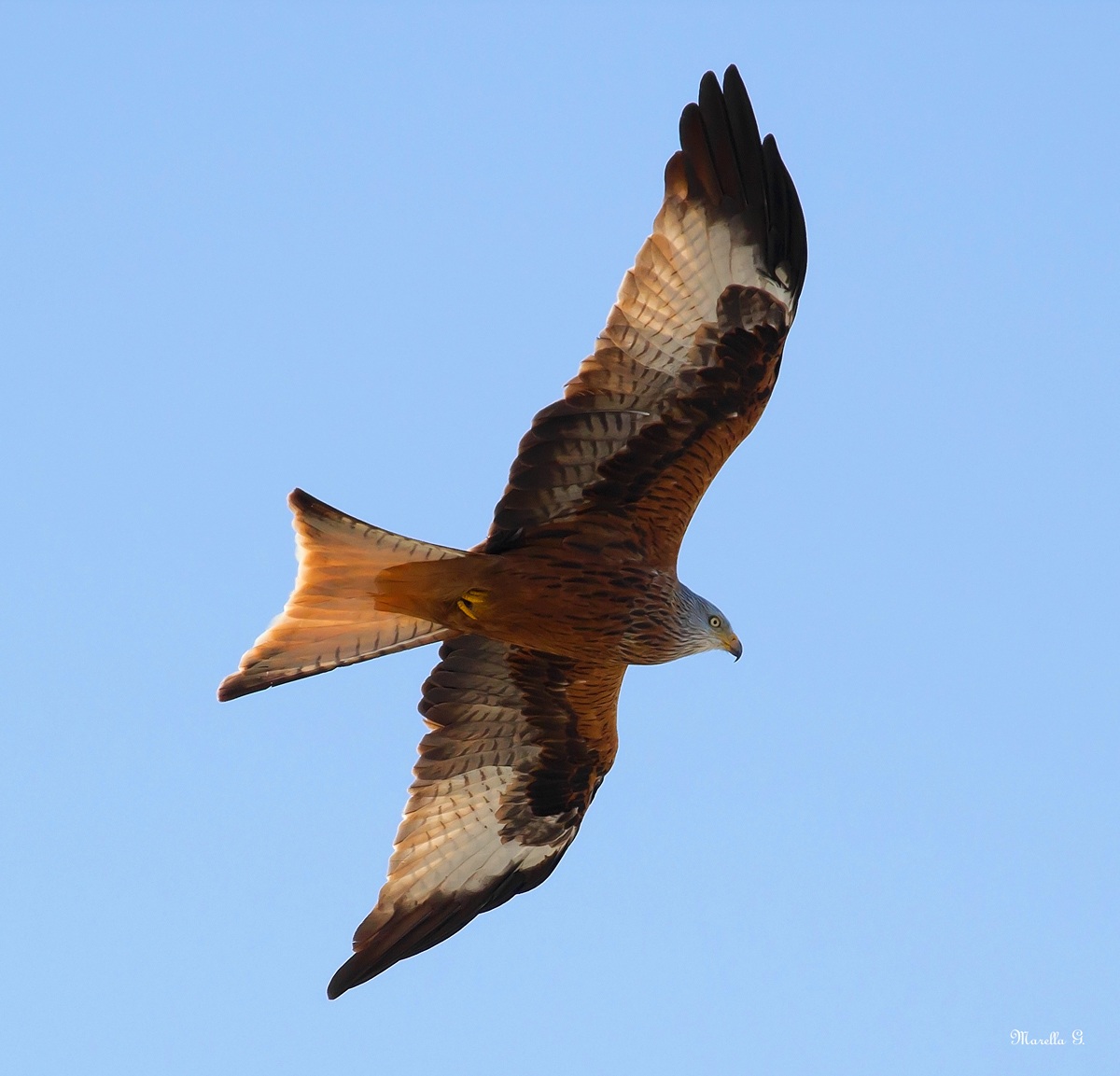 Red Kite 4