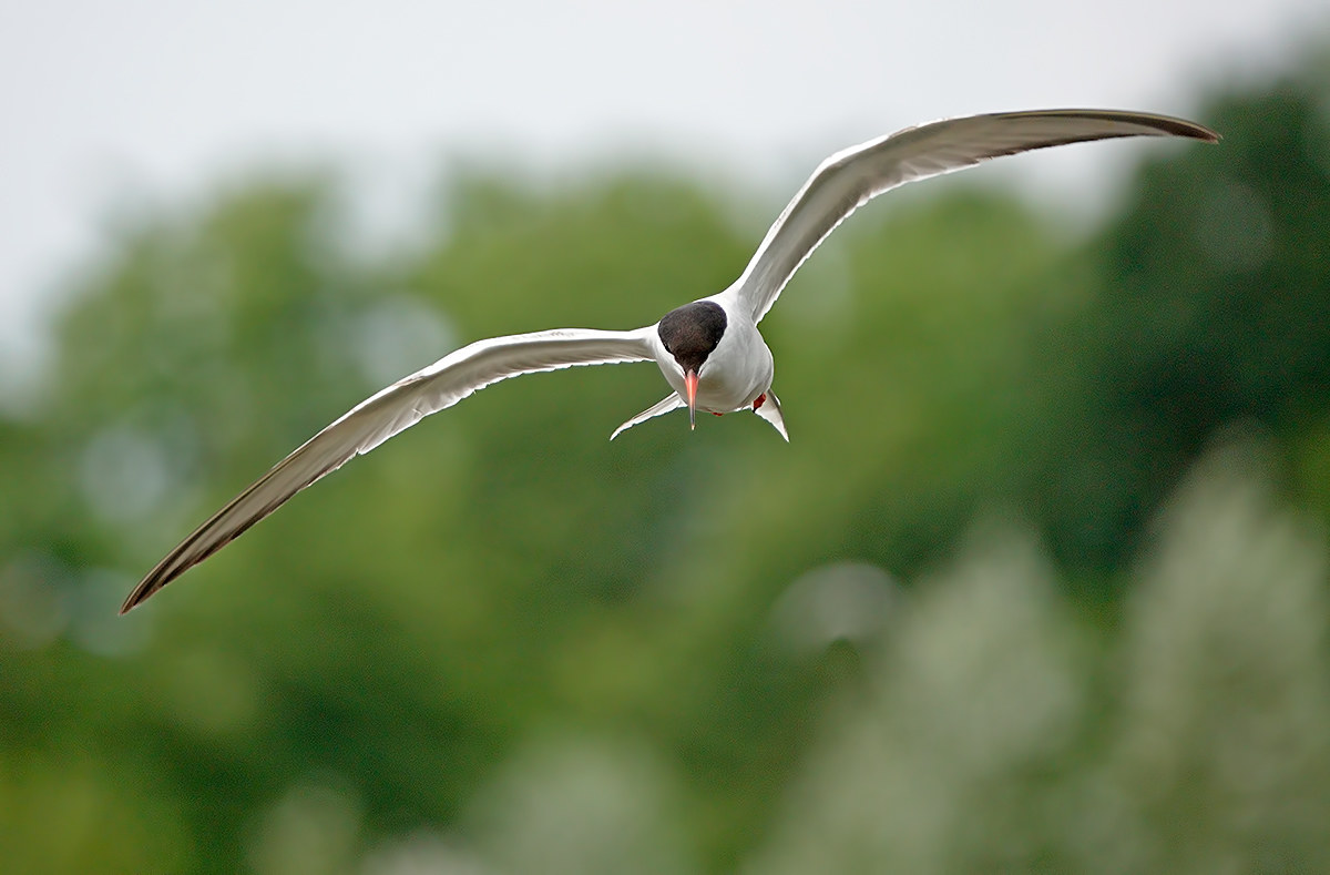 Tern