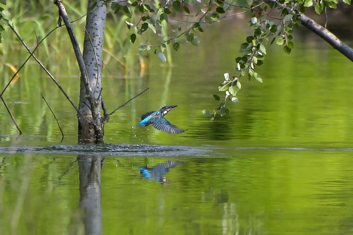Il Martino dei pioppi