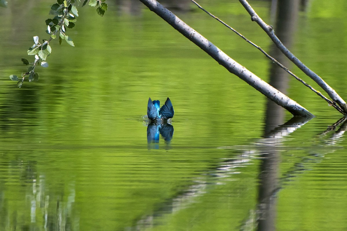 Il Martino dei pioppi 2