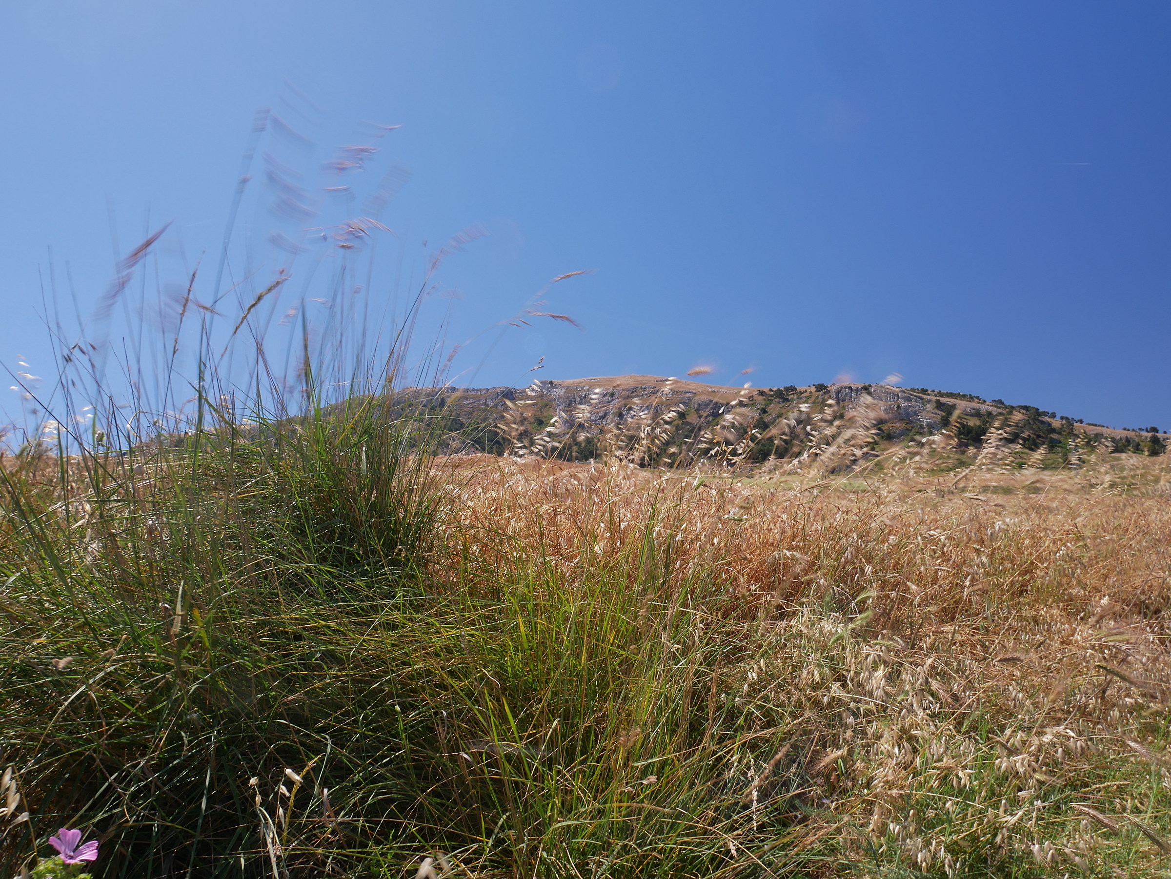Mauve flower with herbs