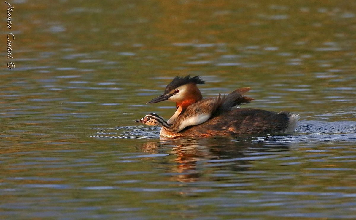 Grebe with Pullo at sunset