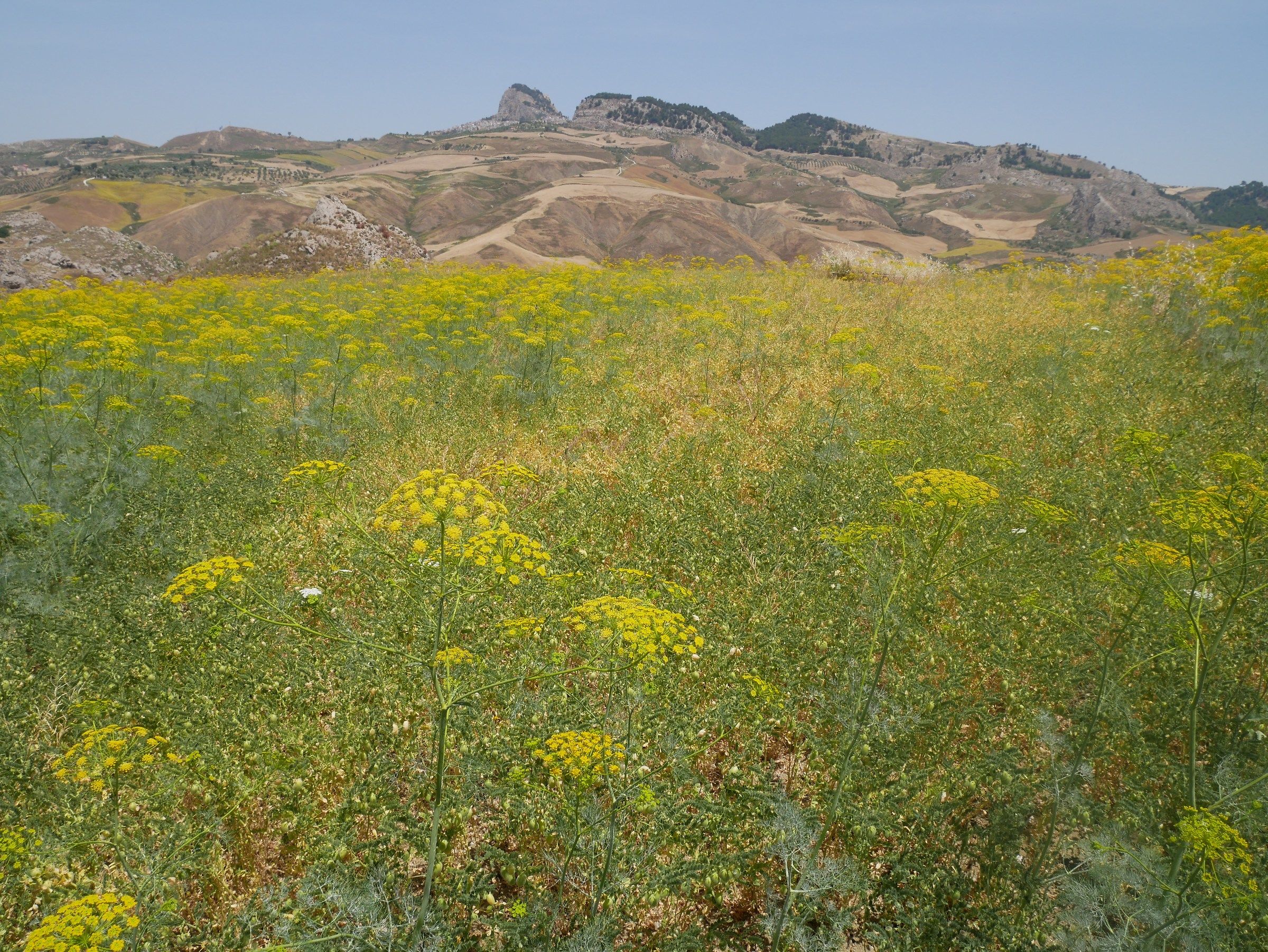 Sutera dominates Dill