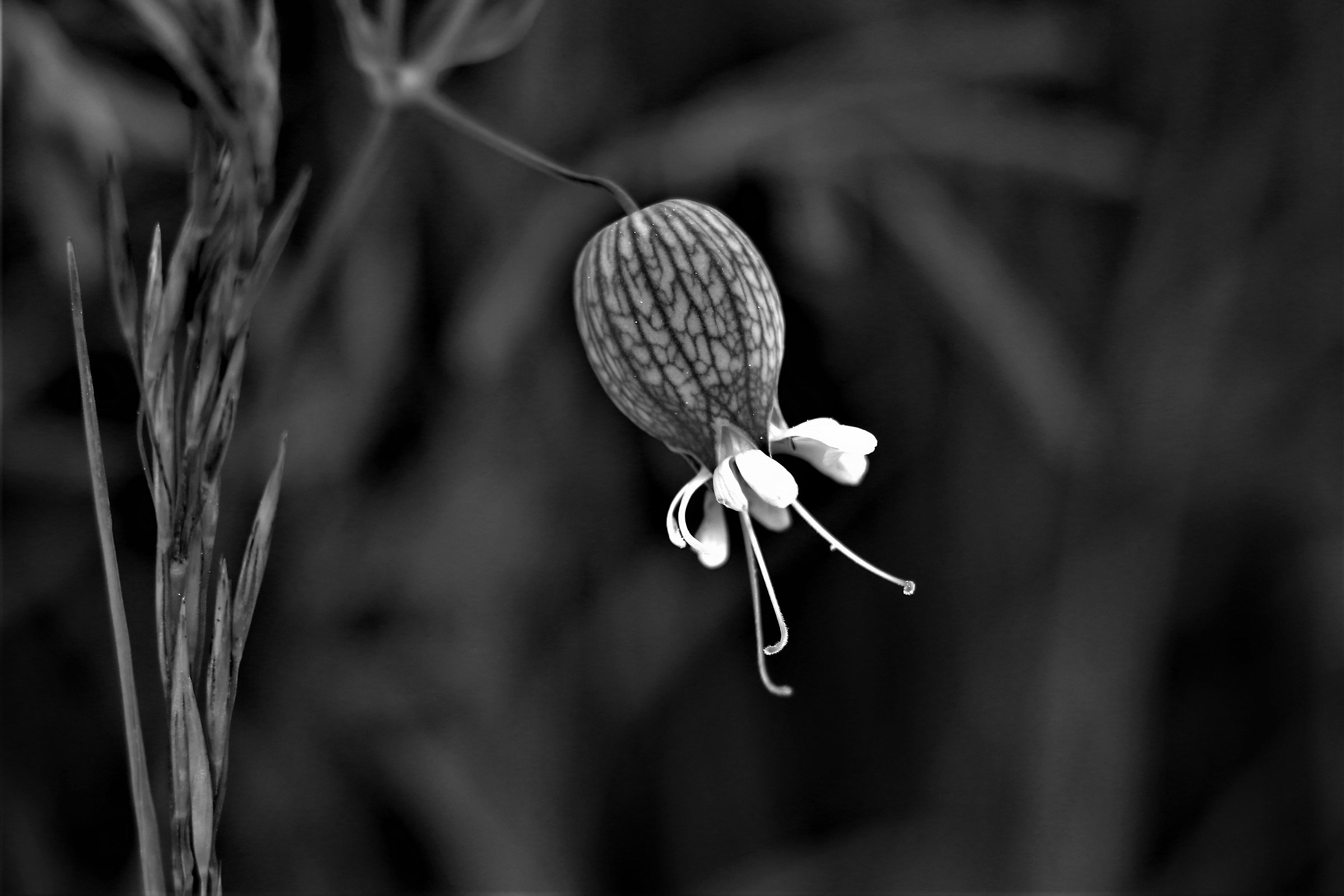 Fiori di alta montagna - 2 -