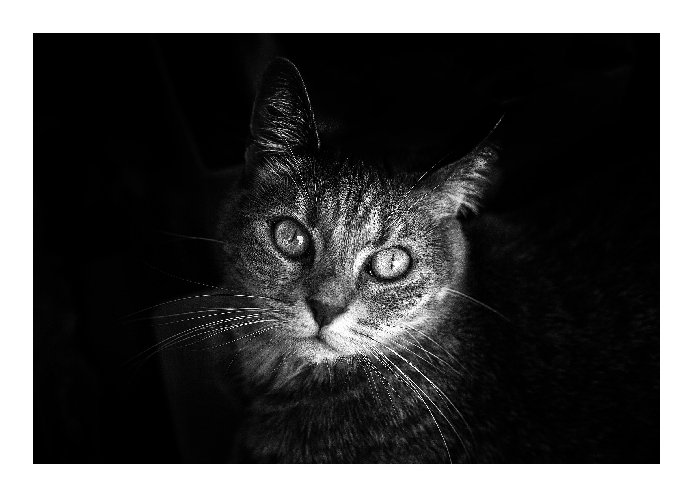 Clio.......sguardo nell'anima!