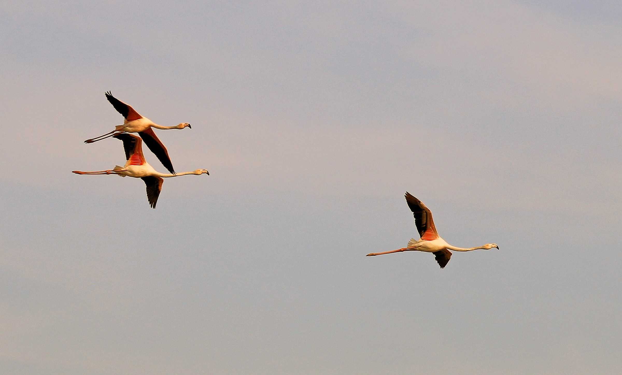 Camargue: Fenicotteri in volo al tramonto-2