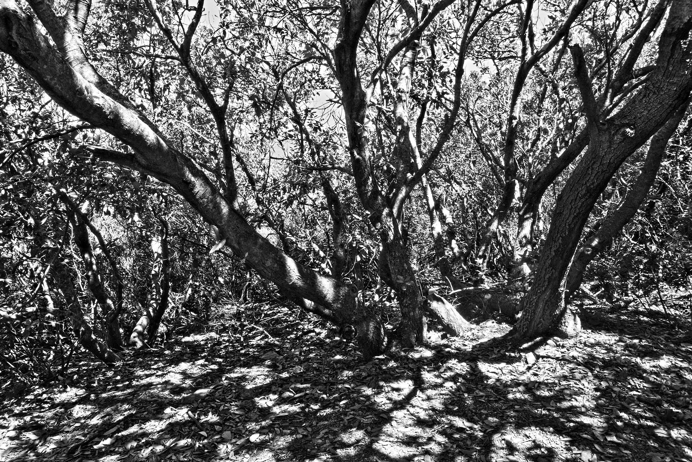 Campese Lily-Mediterranean scrub