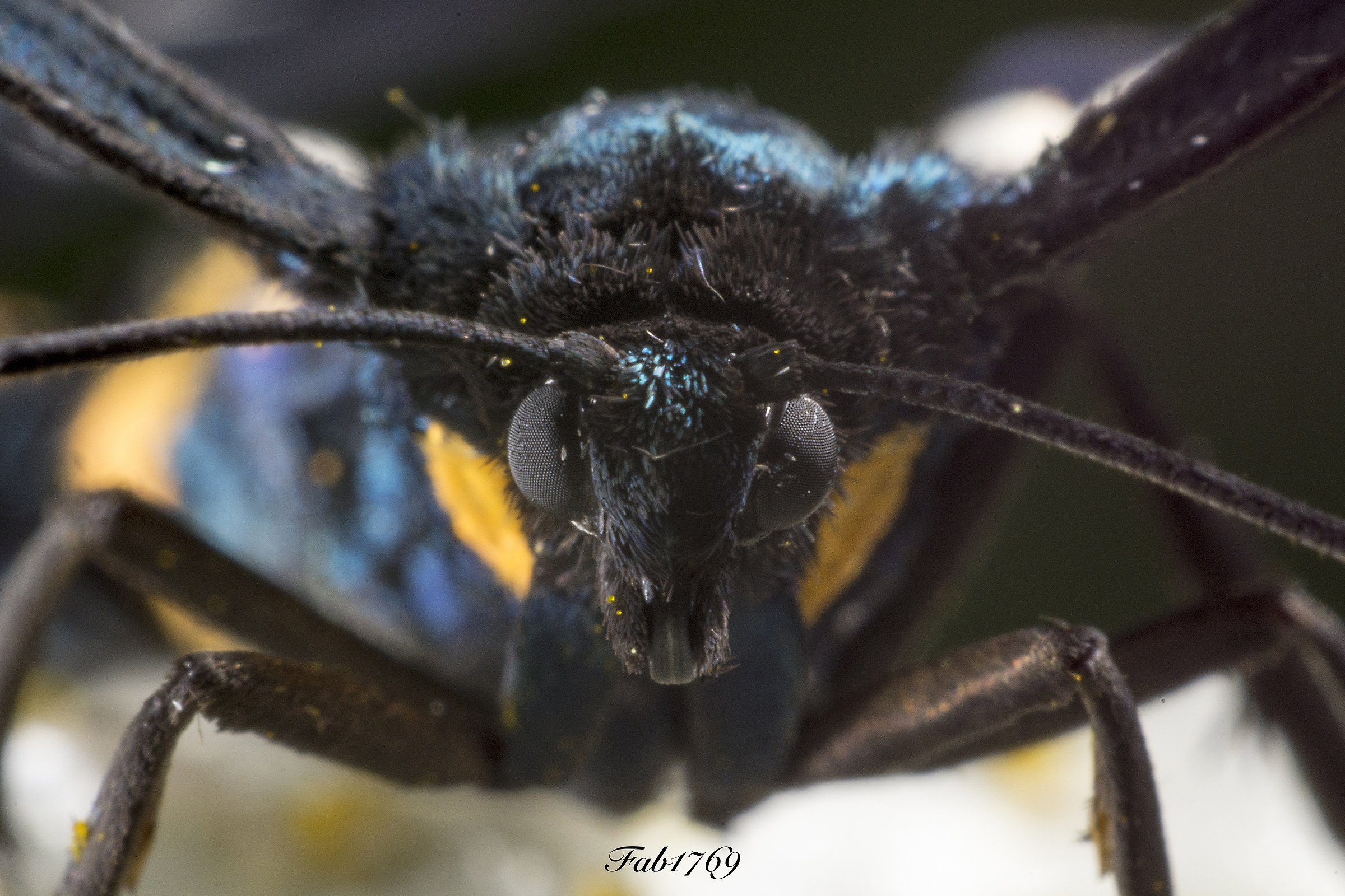 Amata Phegea, CloseUp