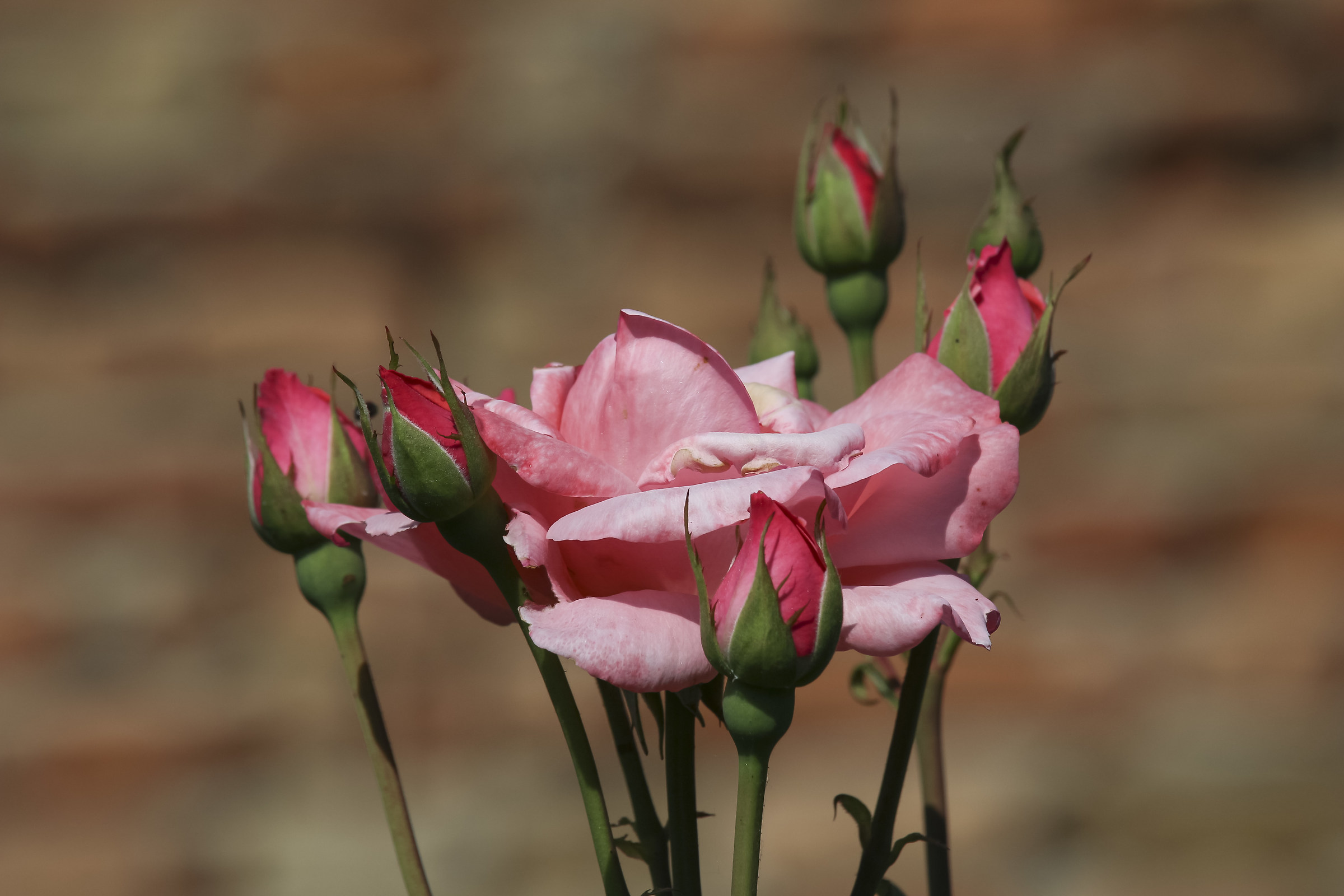 Pink mom and her little ones