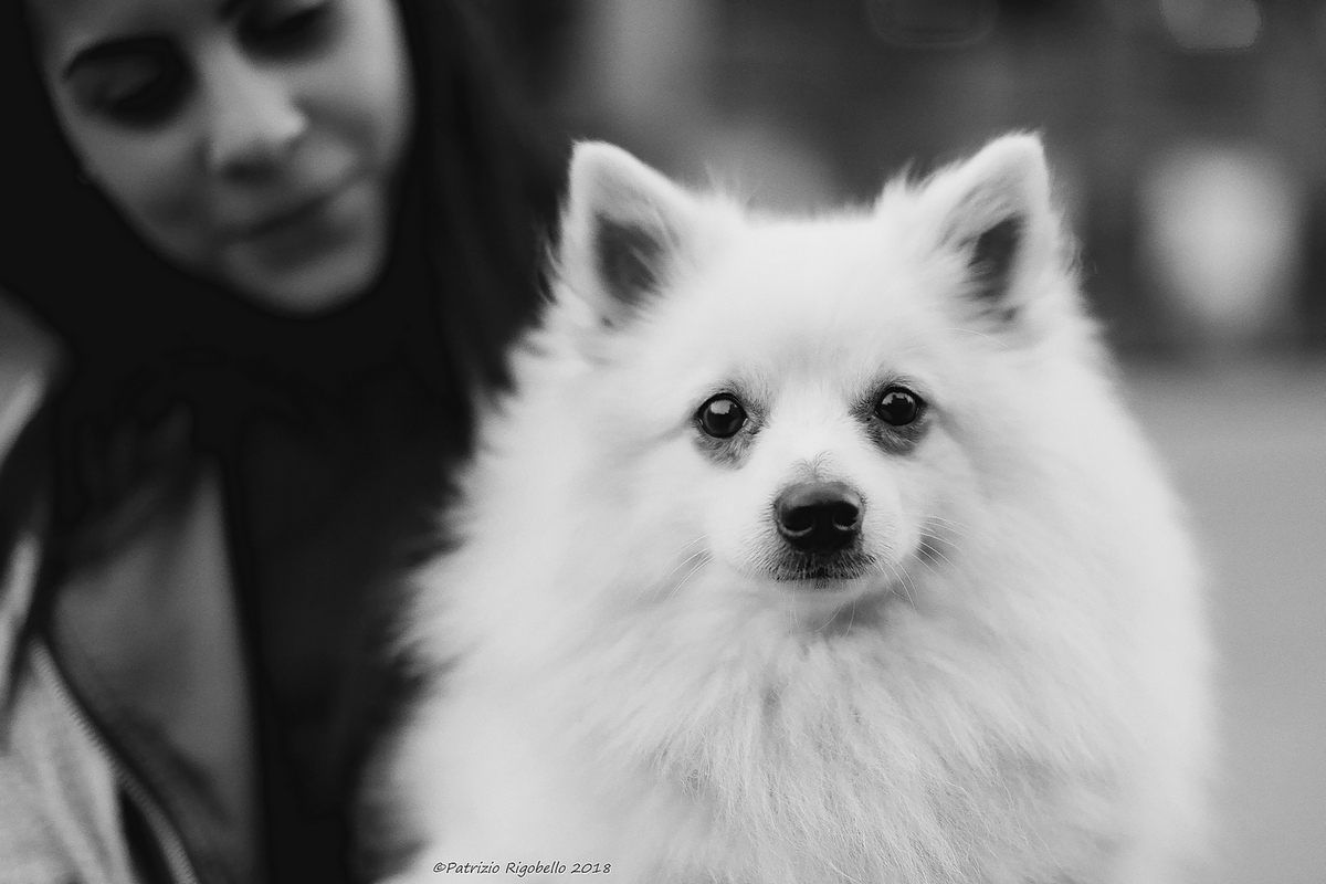 White Dog Portrait