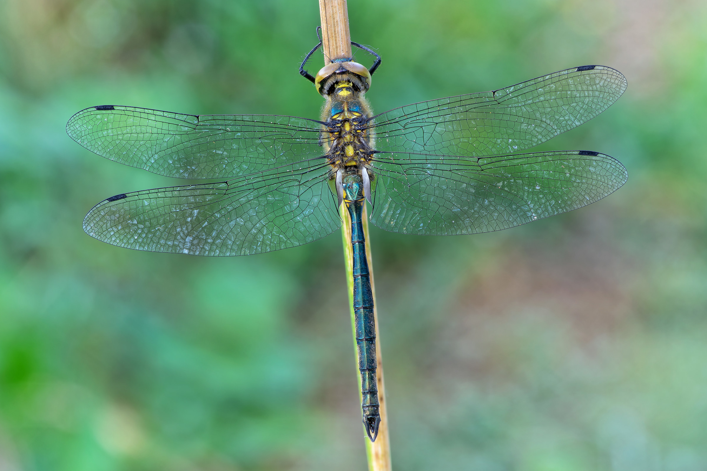 Somatochlora meridionalis (Nielsen, 1935)