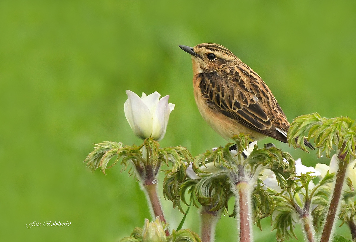 Whinchat... female...