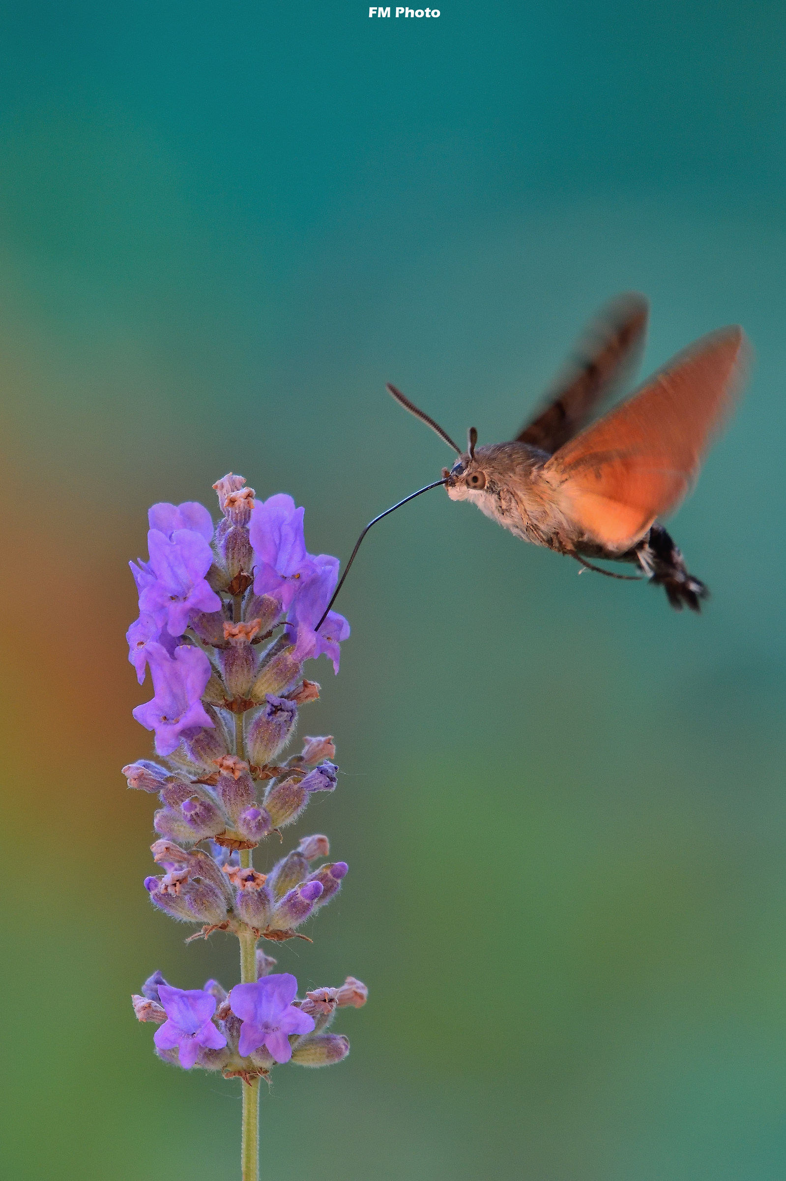 Sfinge del Galio su Lavanda
