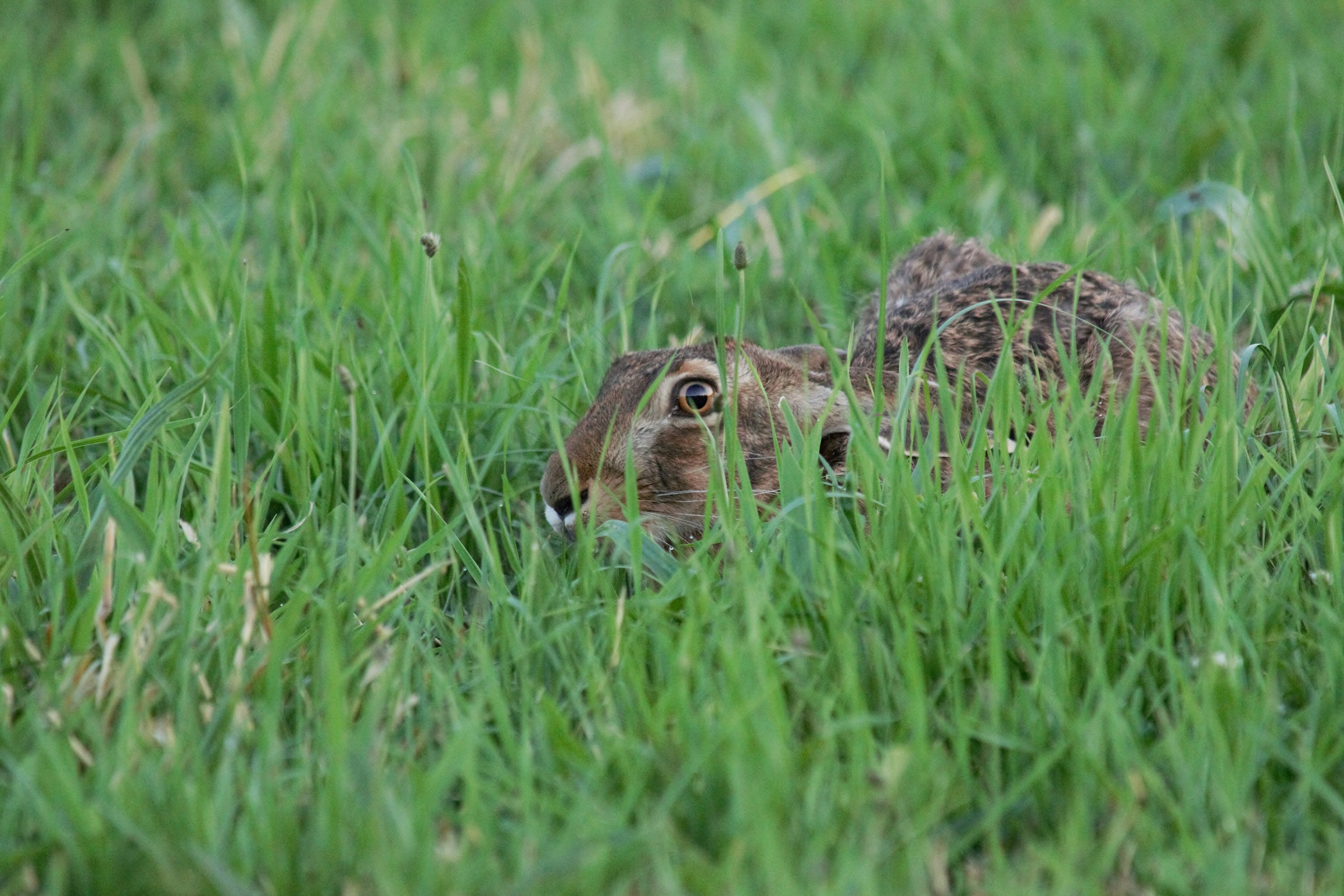 Lepre bruna (Lepus europaeus)