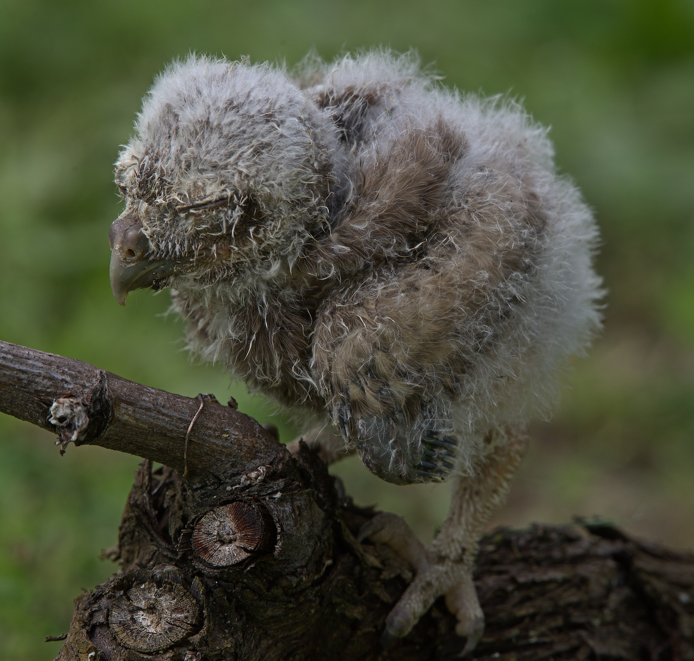 La civetta caduta...