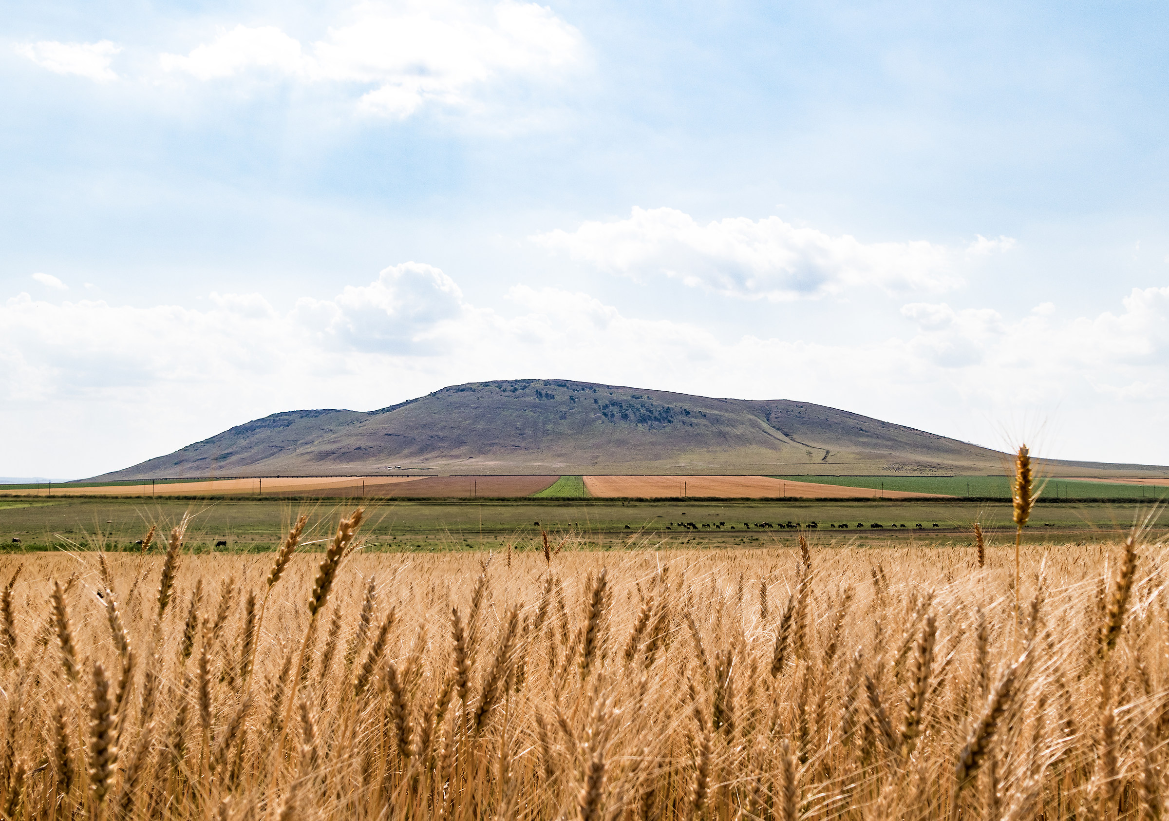 Dobrogea terra fertile