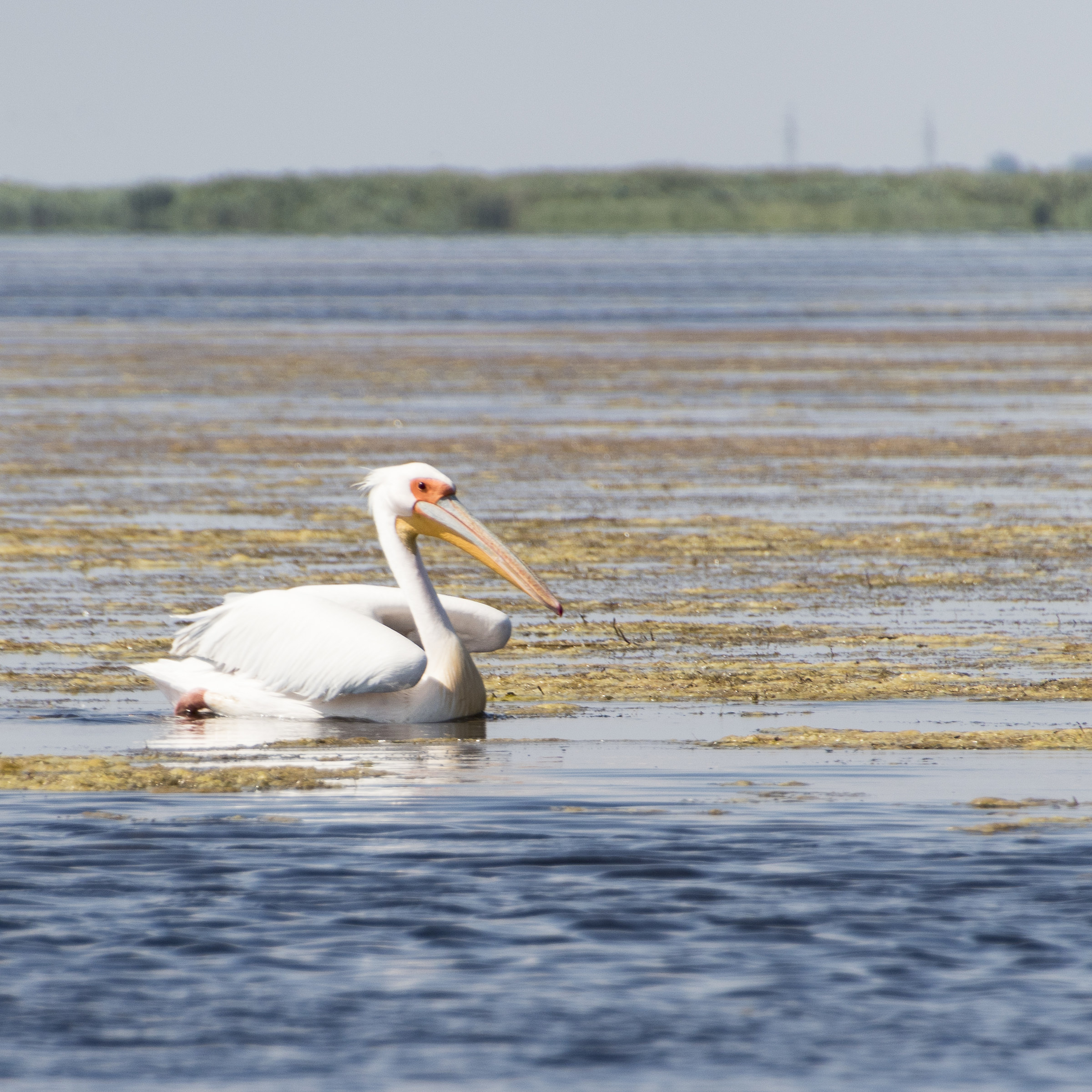 consapevole di essere bella