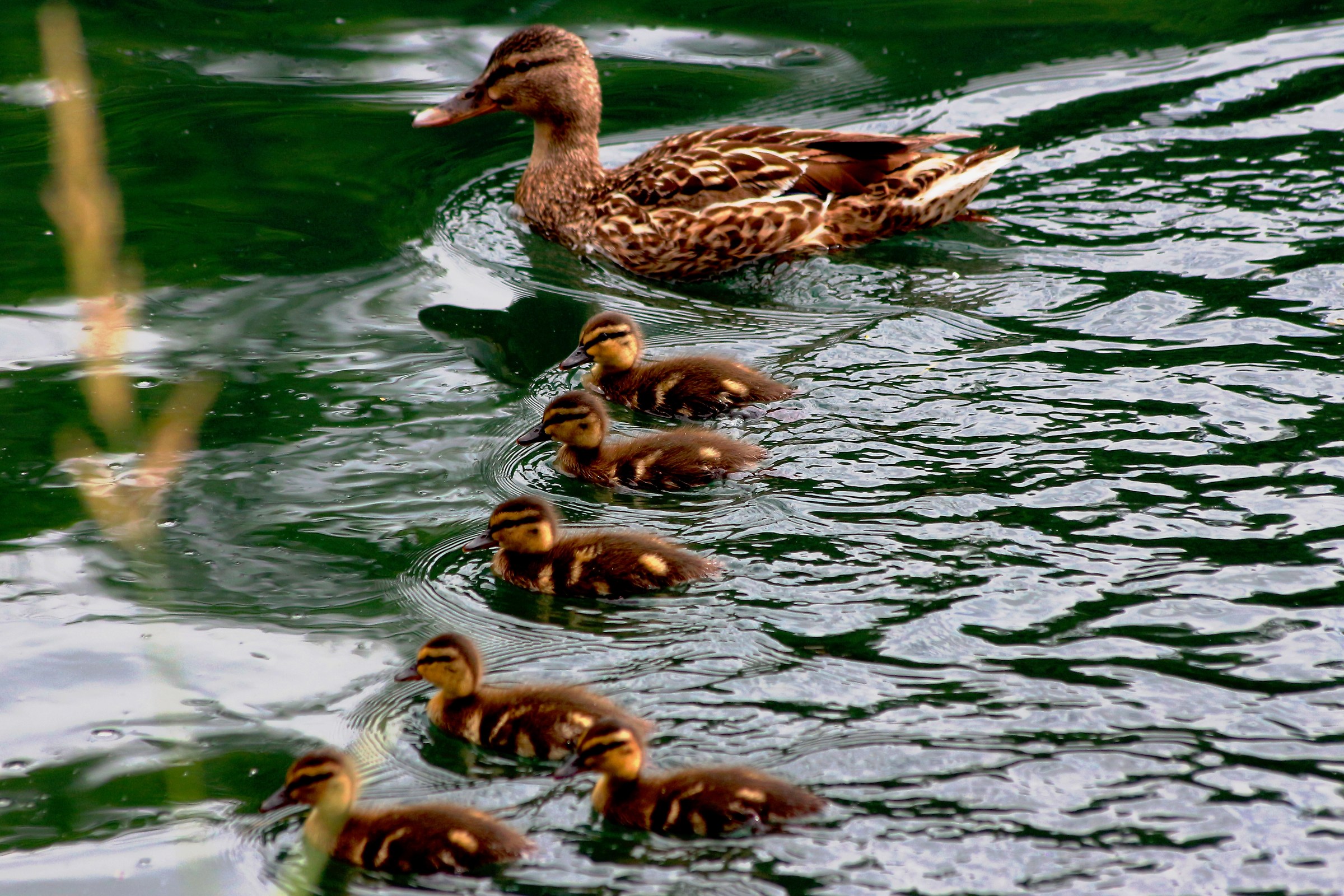 Germani's Last Brood