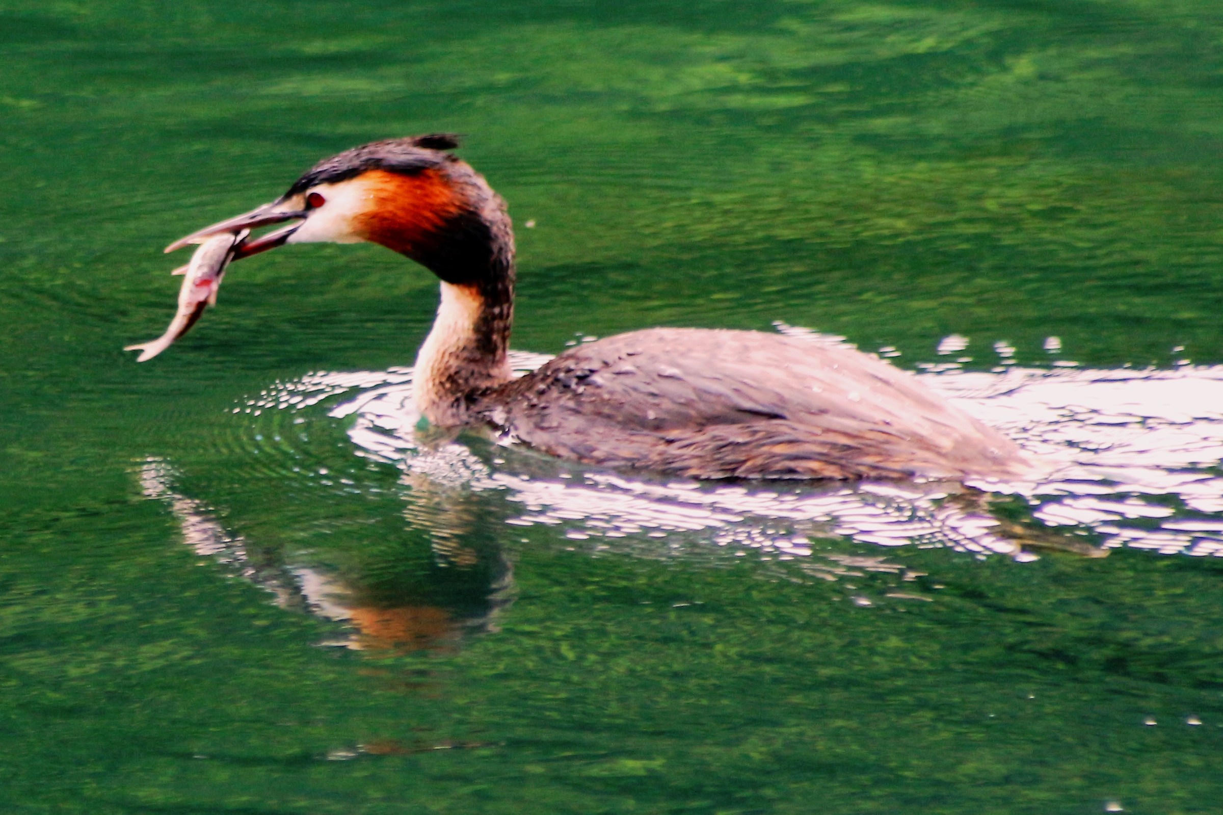 Grebe him with his prey