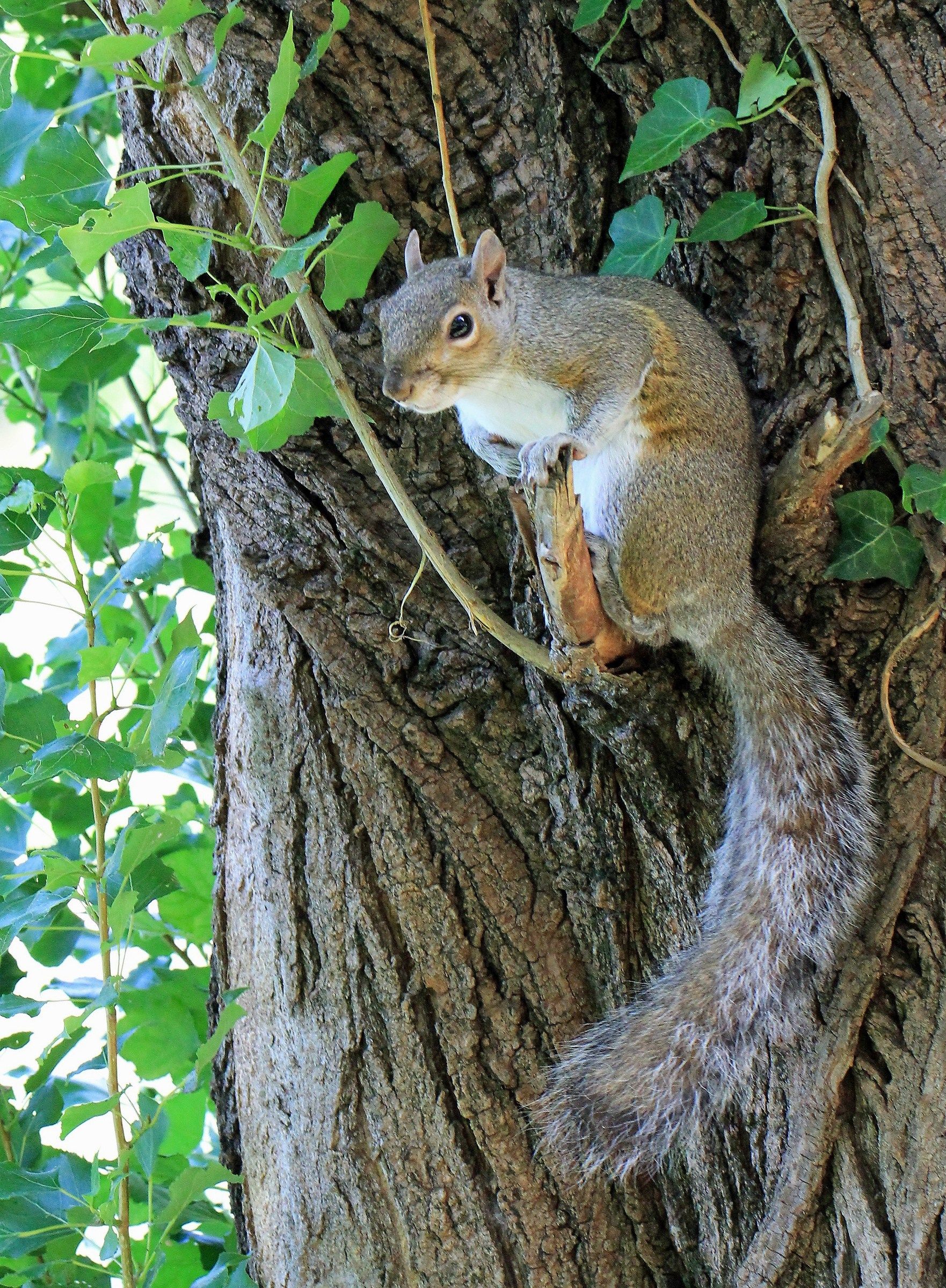 American Squirrel (Torino, Valentino Park)