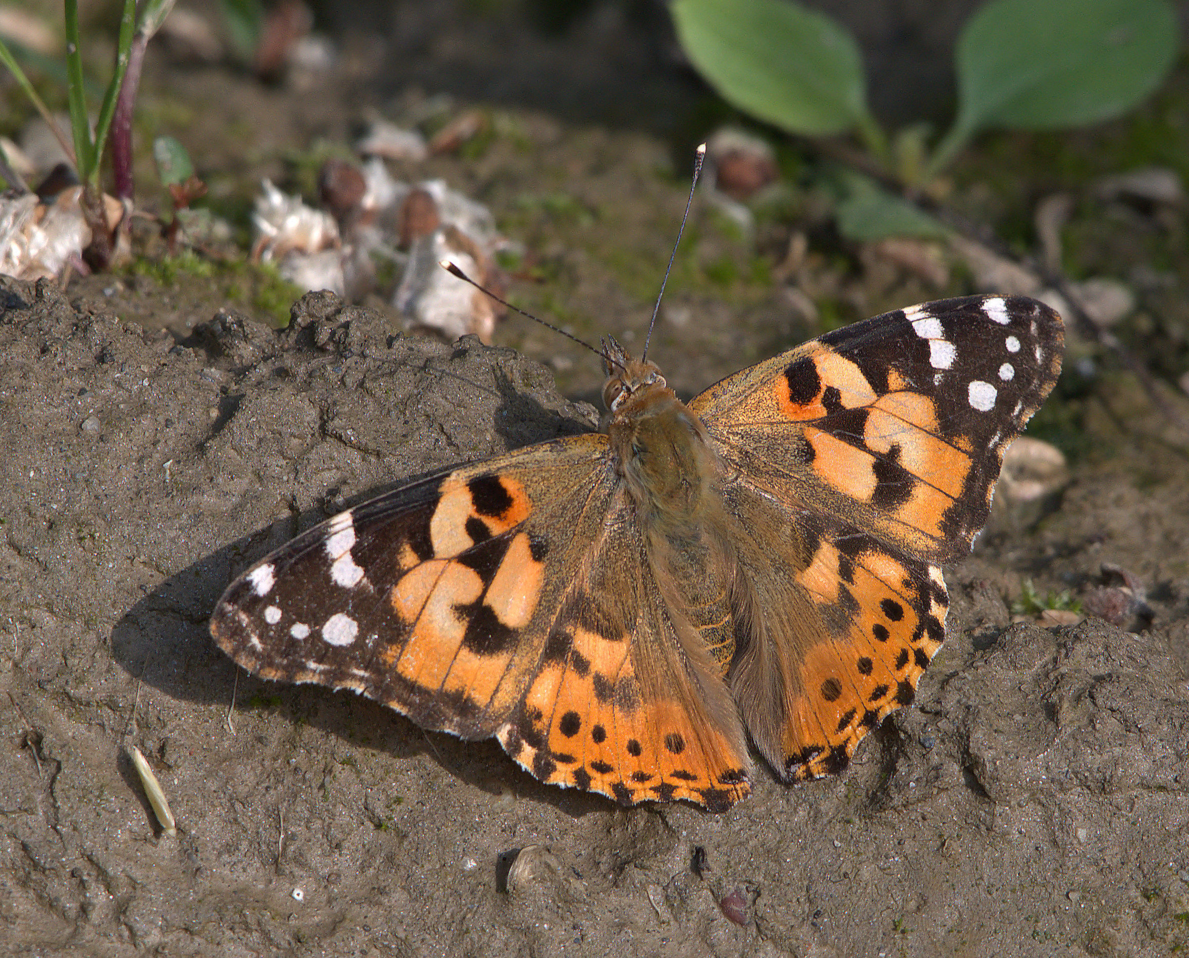 Vanessa Cardui