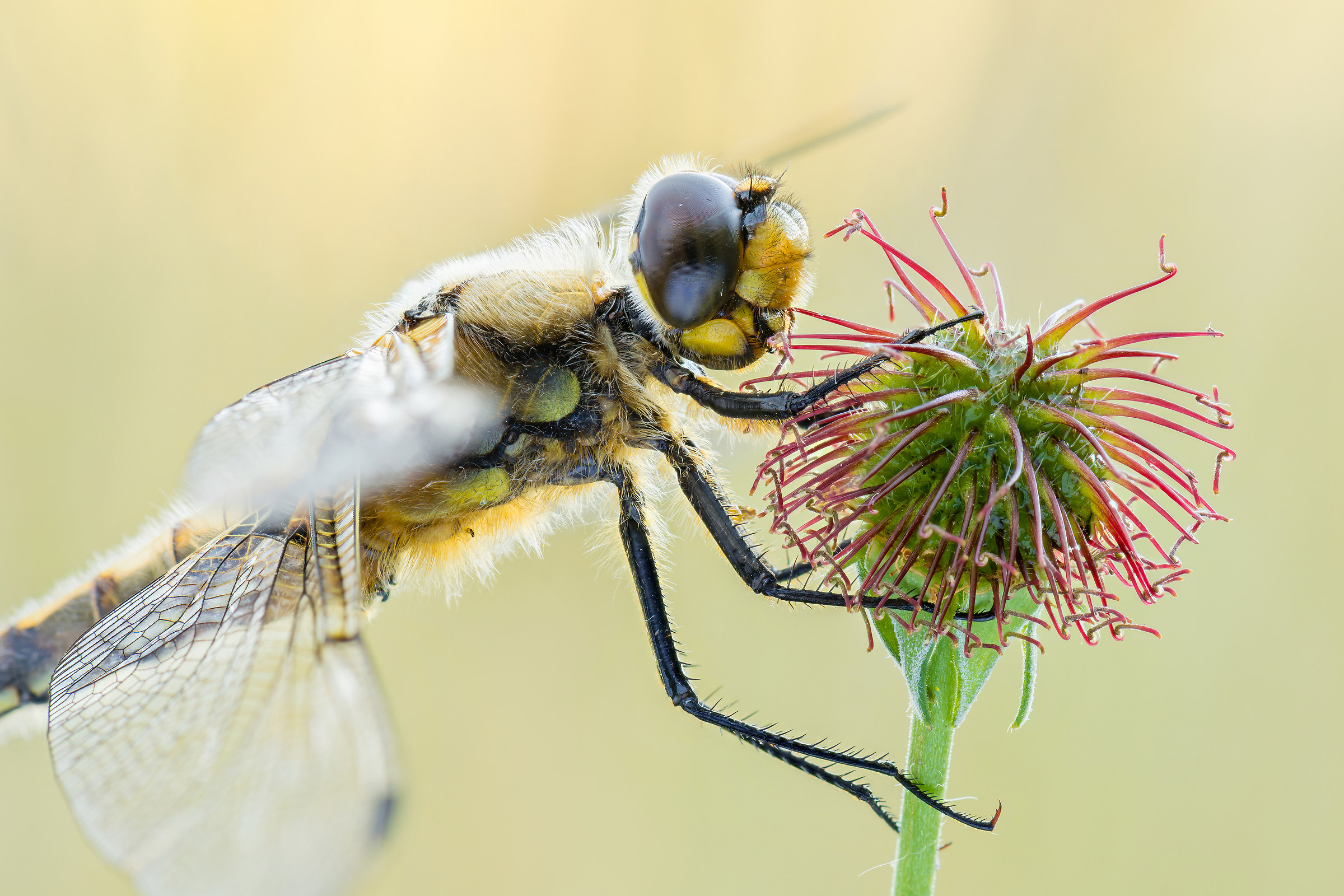 Libellula quadrimaculata