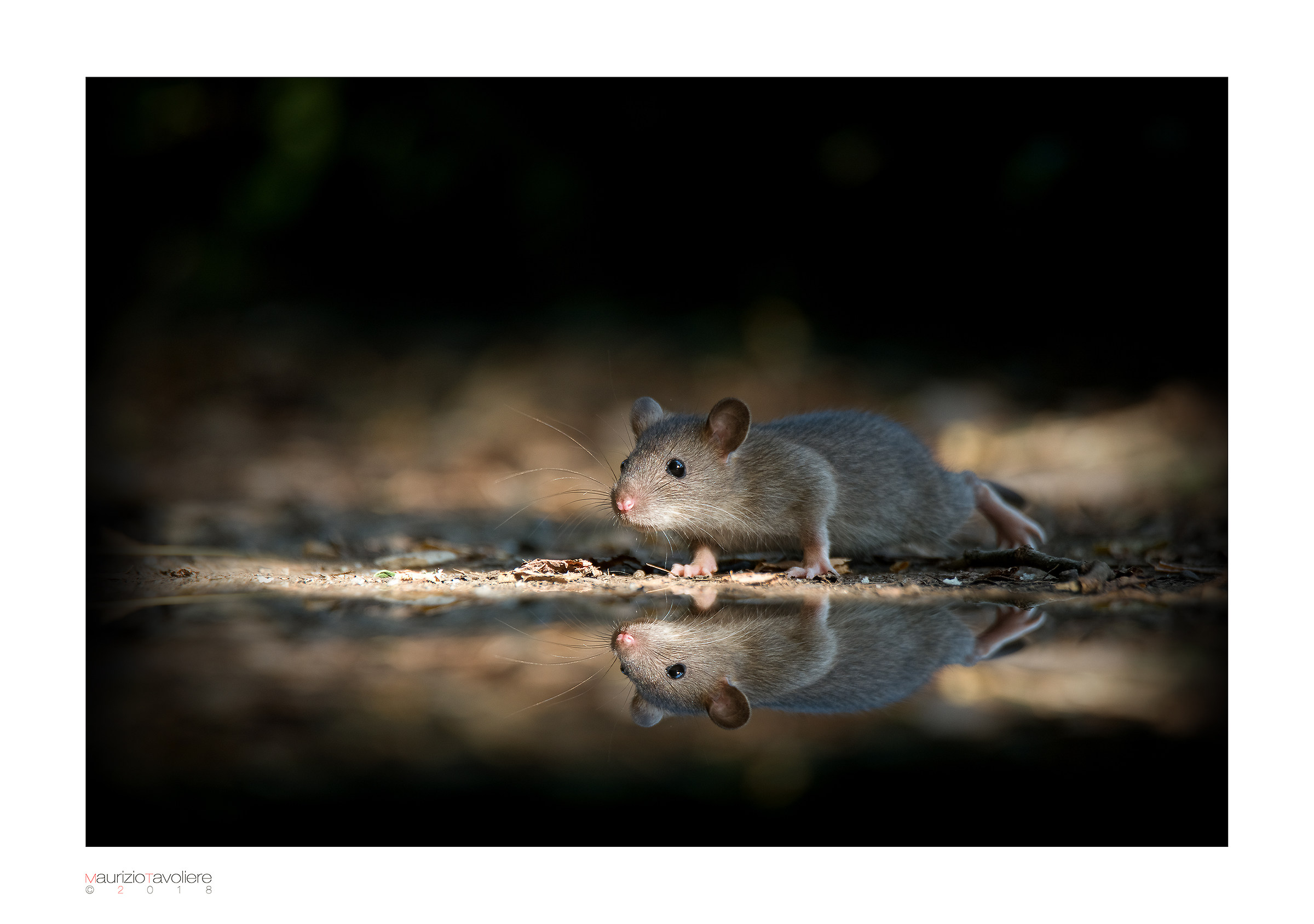 -Who's the prettiest topole in the realm?