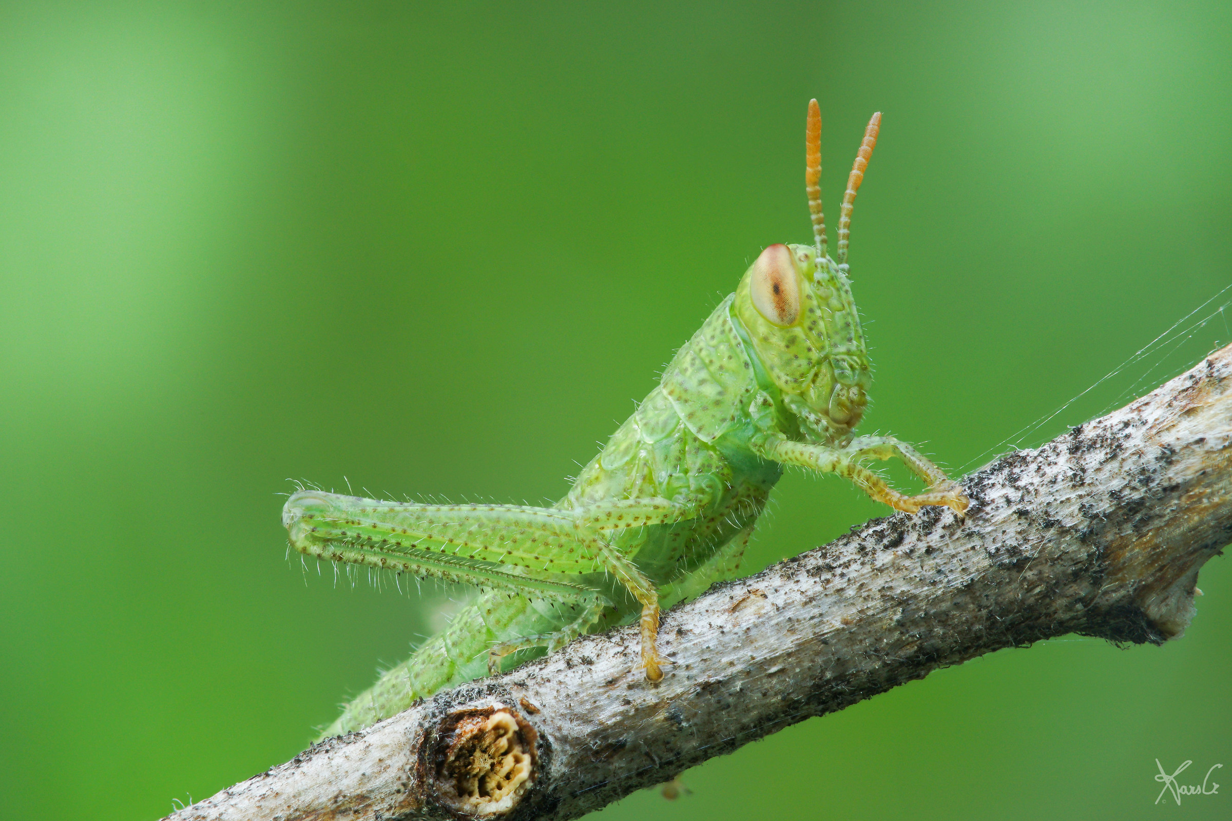 Mini Green Grasshopper