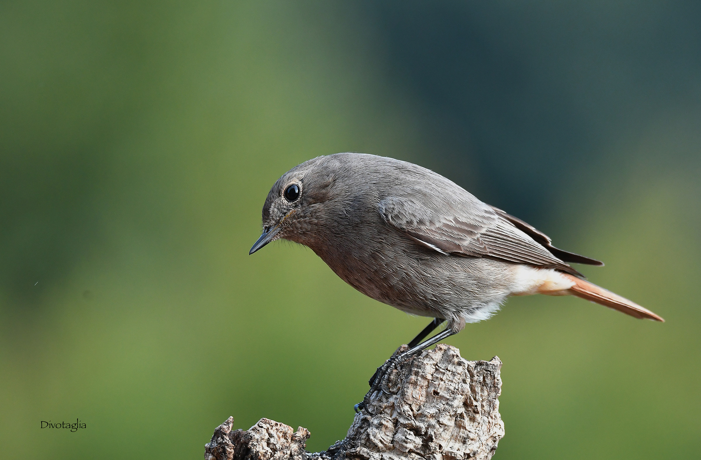 Femmina di codirosso spazzacamino