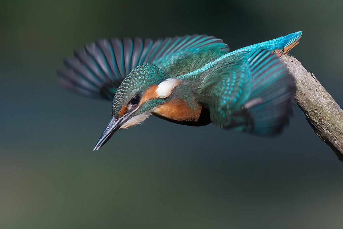 Martin pescatore in stacco