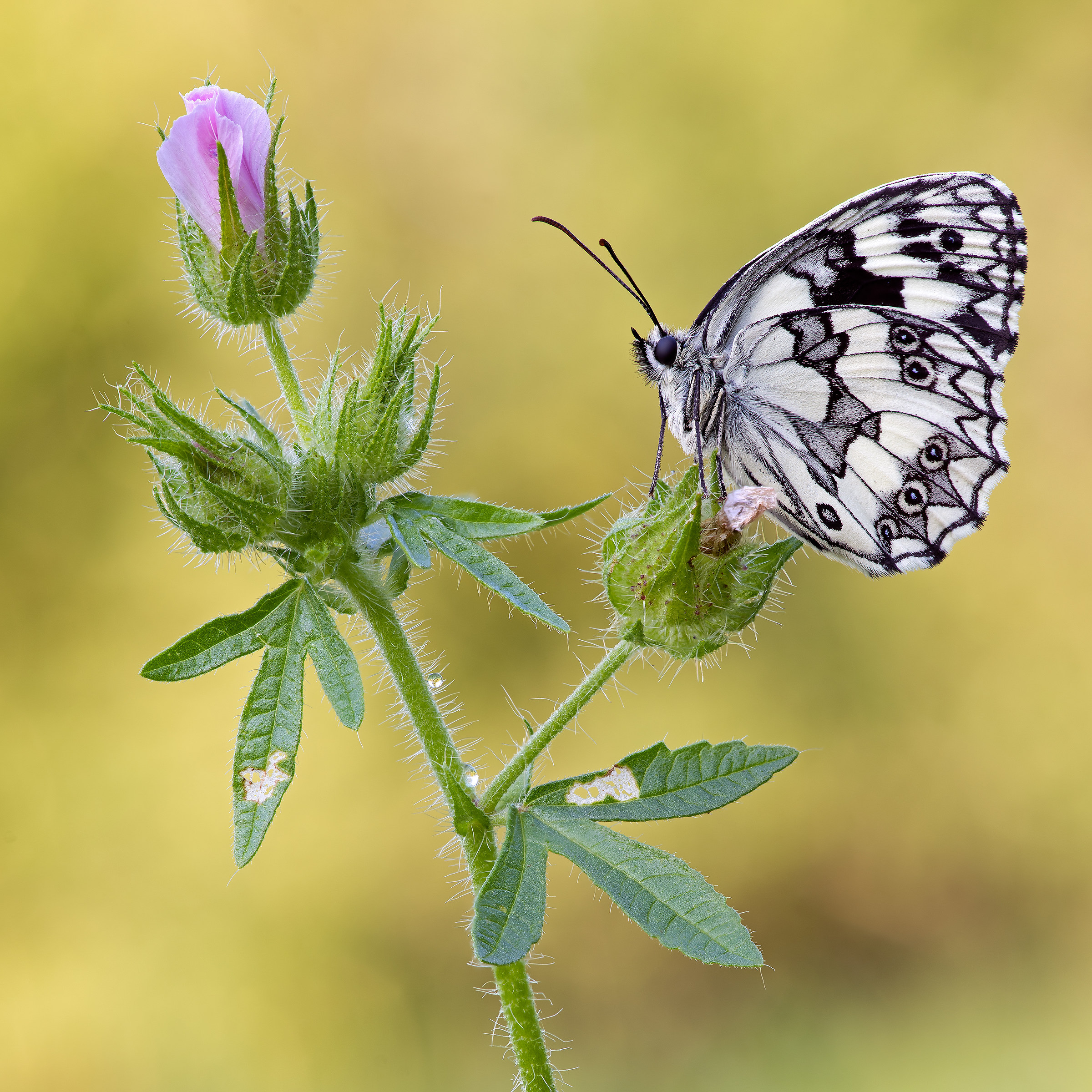 Marbled Galathea