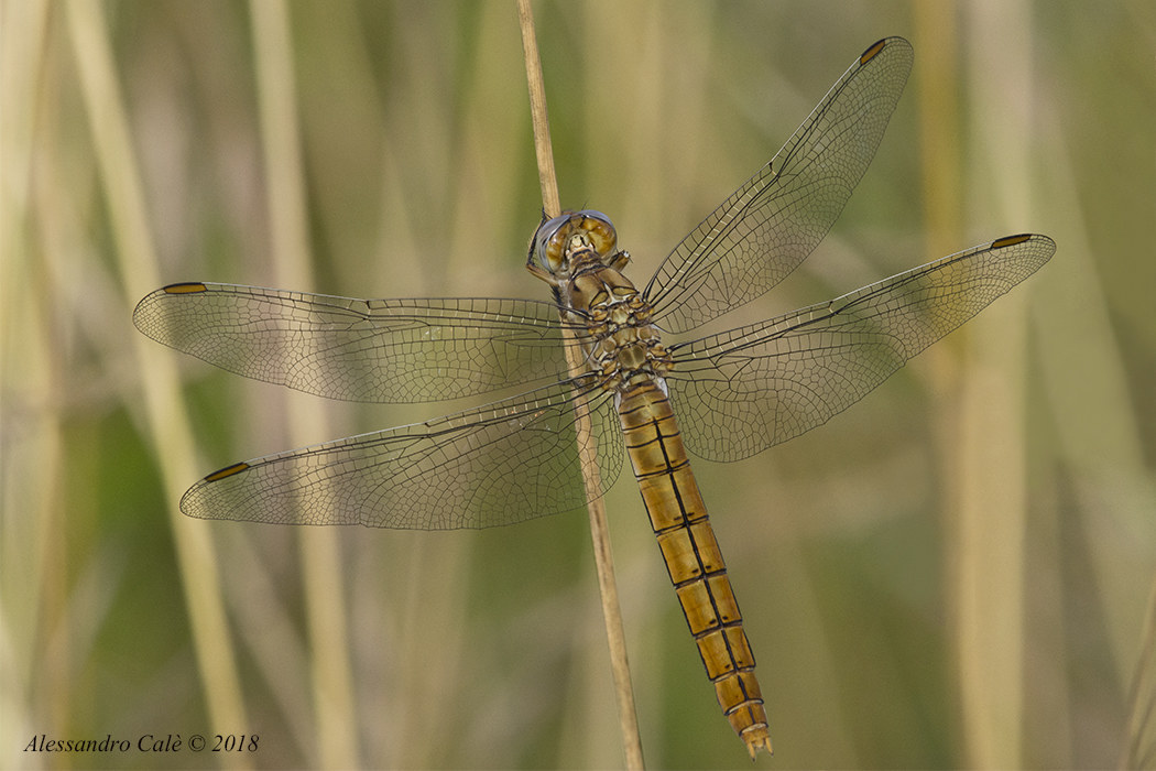 Sympetrum 1633