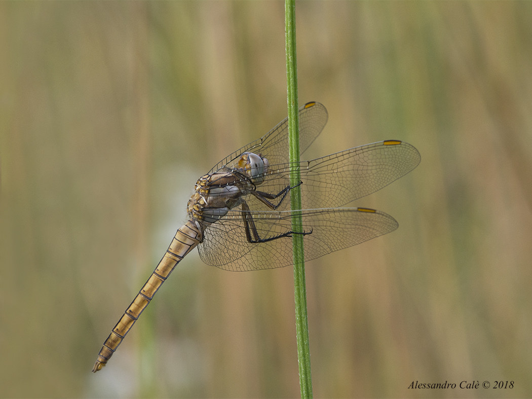 Sympetrum 1425